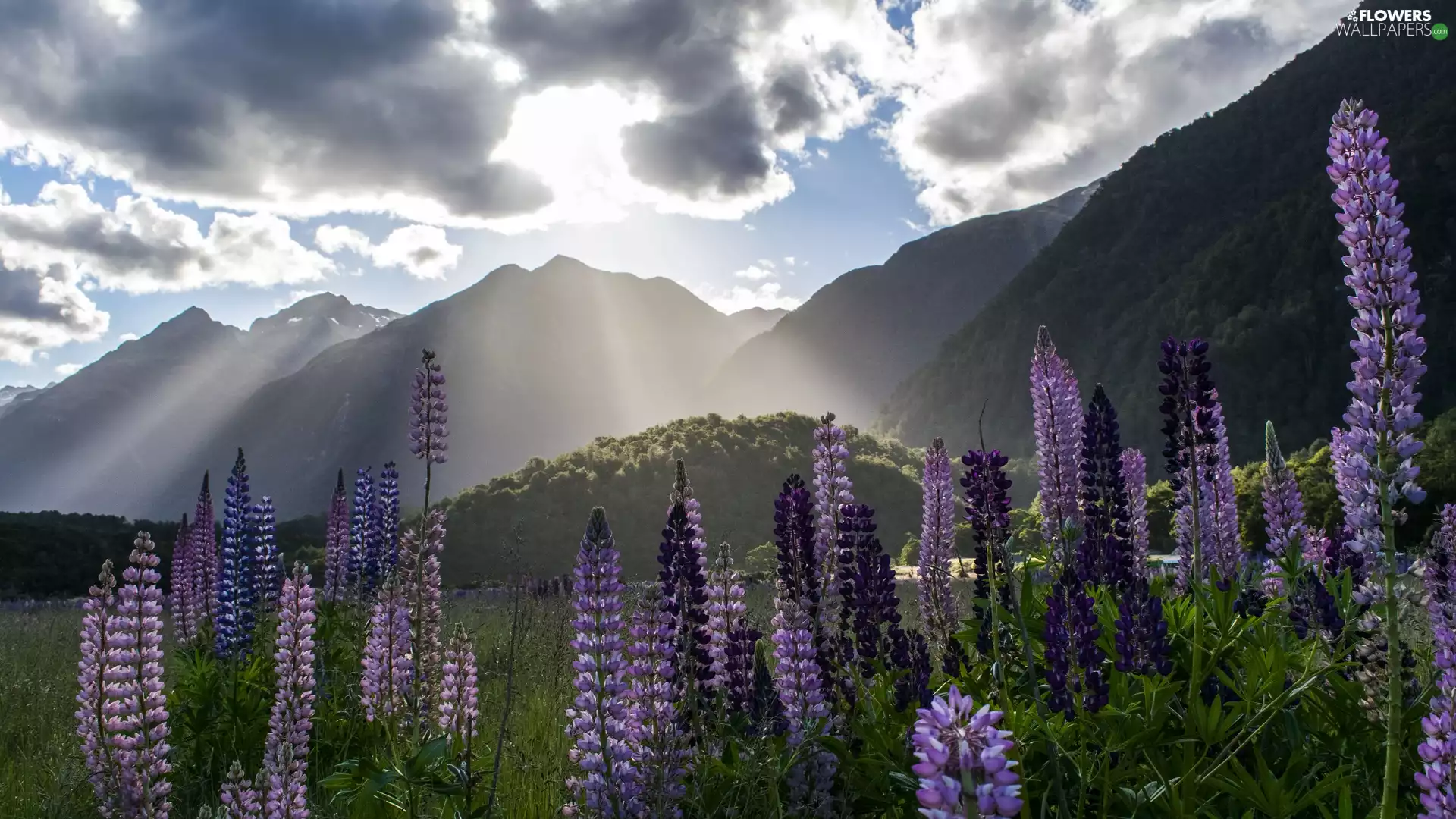 Mountains, Flowers, clouds, light breaking through sky, woods, lupine