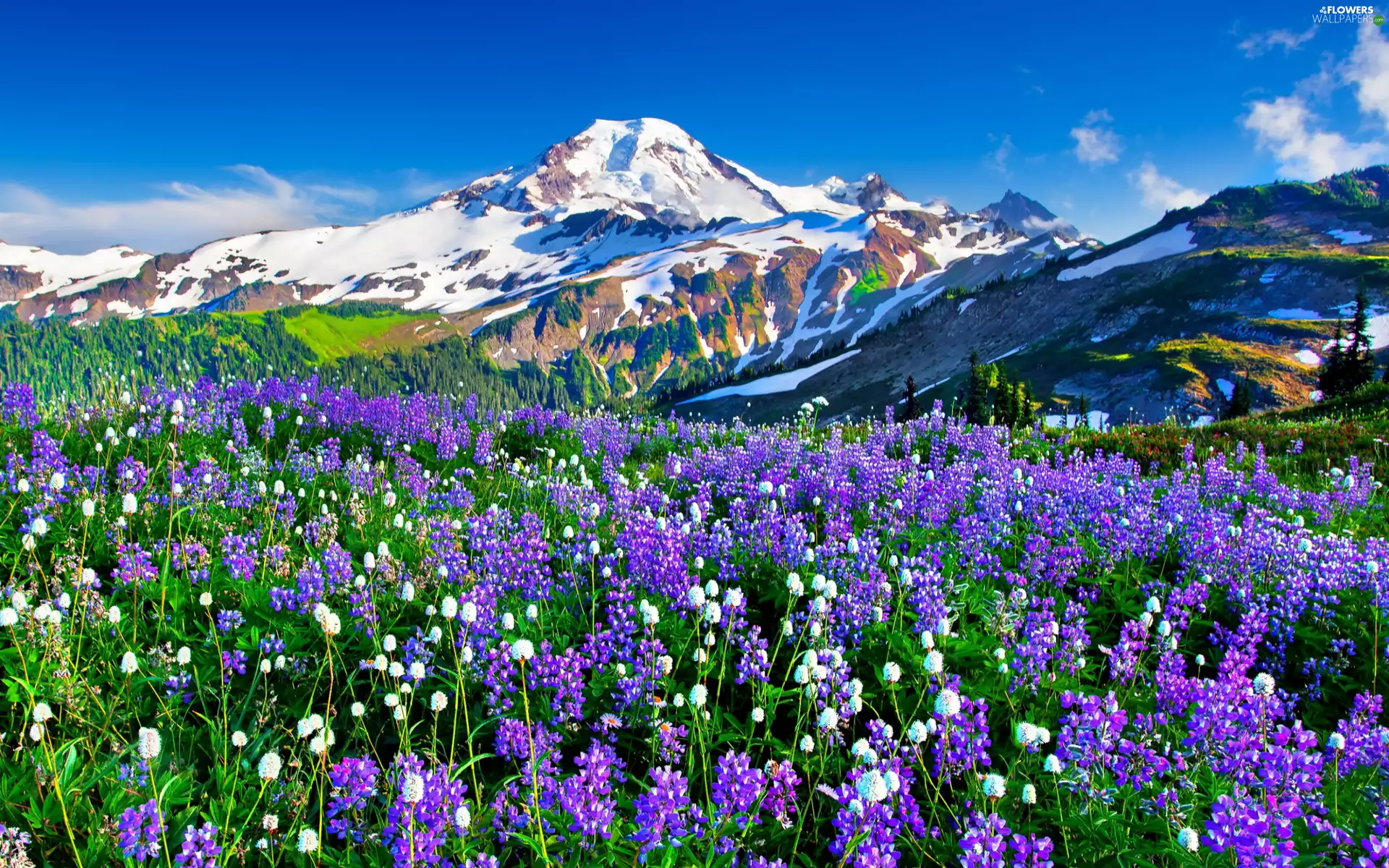summer, Meadow, lupine, Mountains