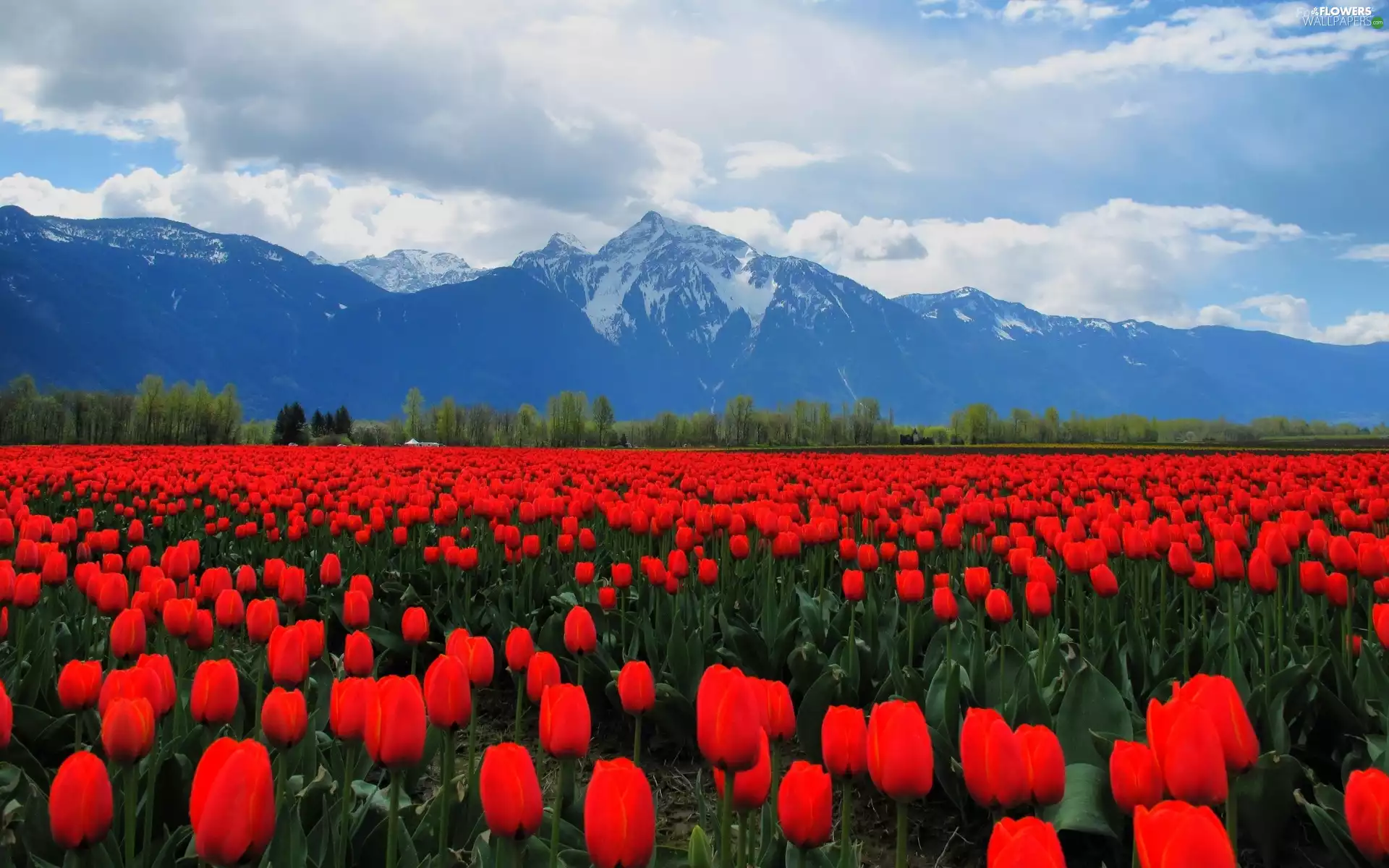Mountains, Red, Tulips