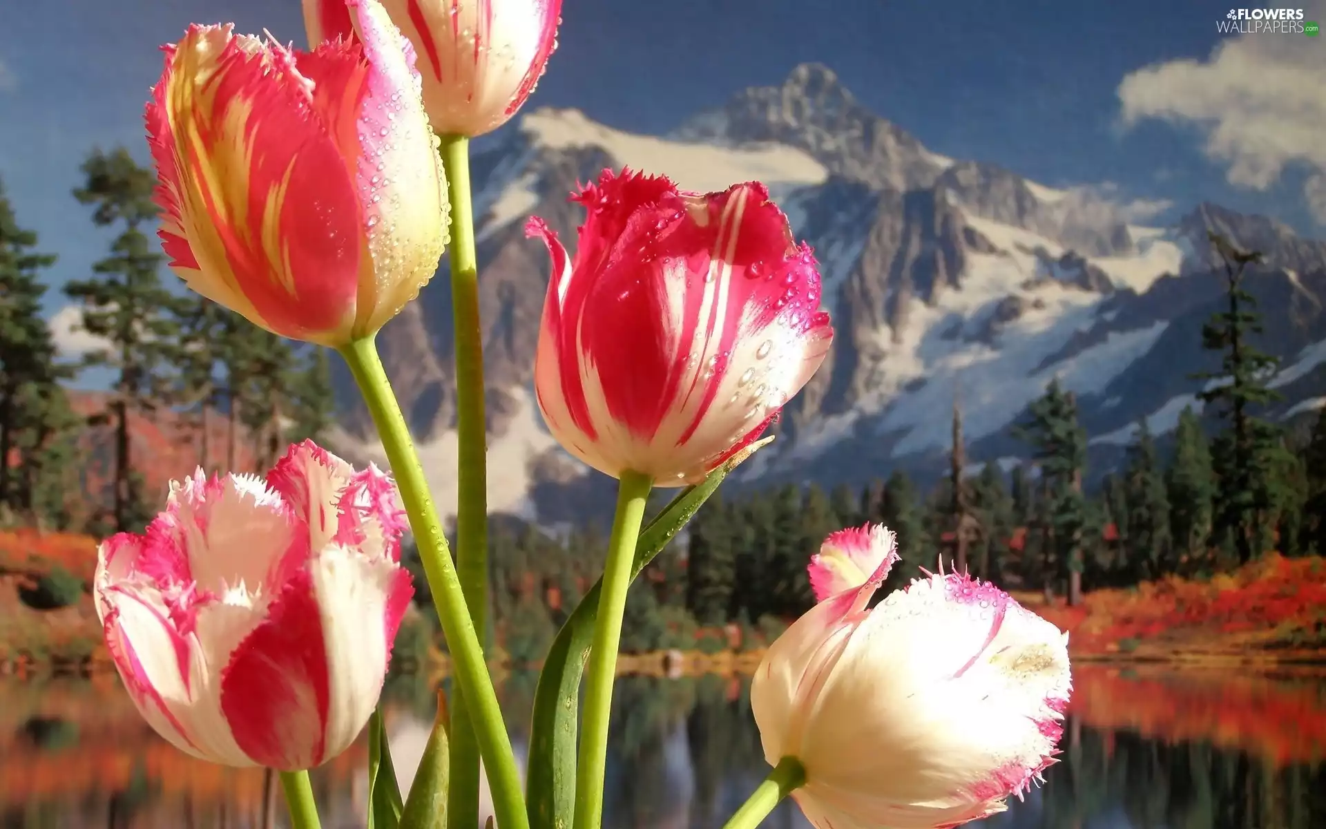 Tulips, Mountains