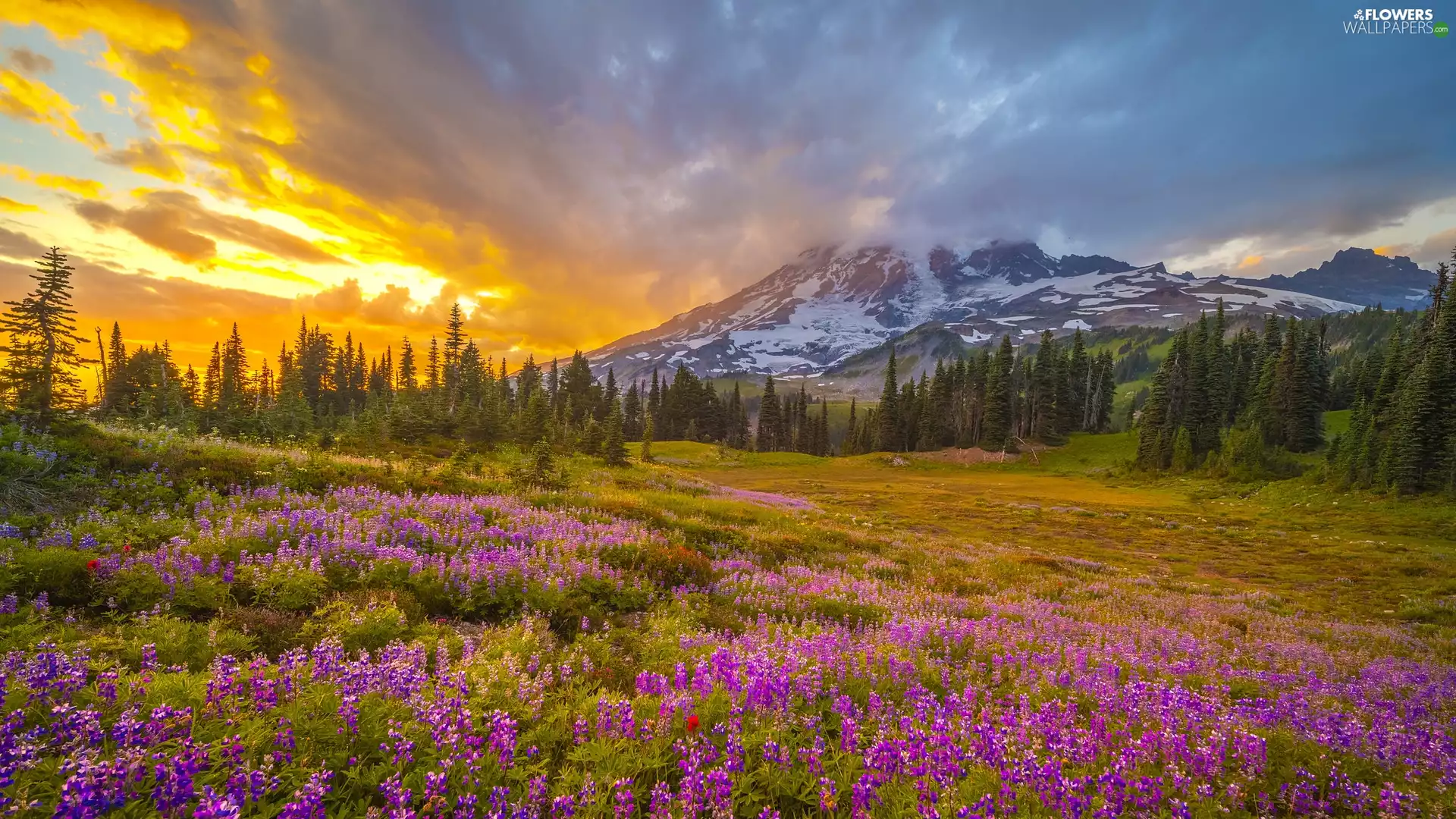 Meadow, Washington, Stratovolcano, Mountains, Mount Rainier, The United States, Mount Rainier National Park, Great Sunsets, lupine, Mountains