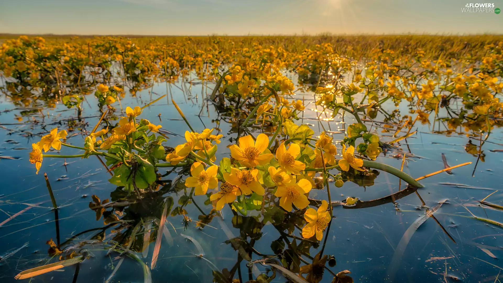 water, Flowers, marigolds Mud