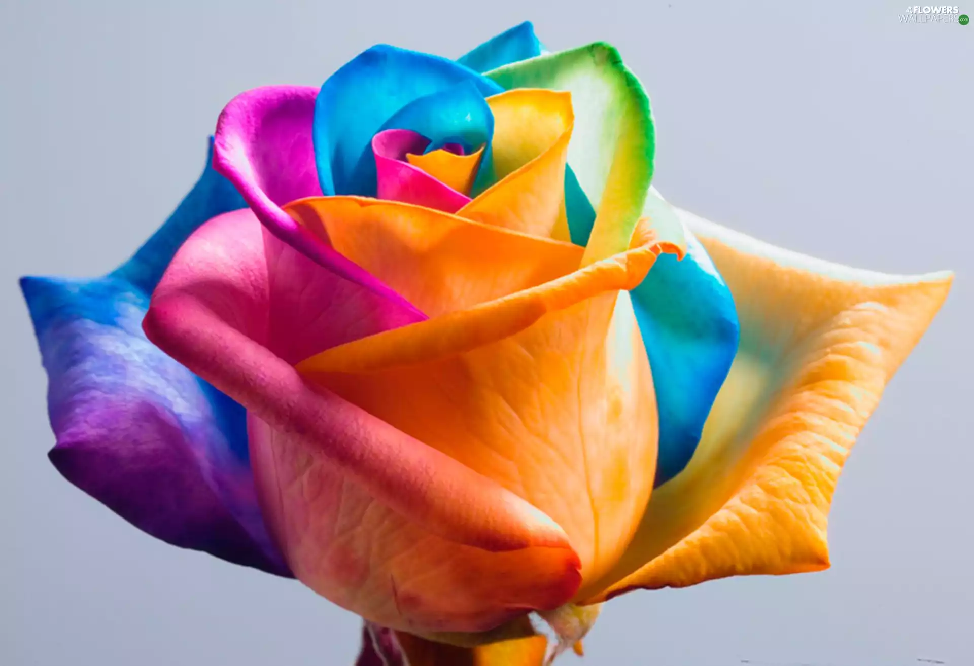 multi-colored, rose