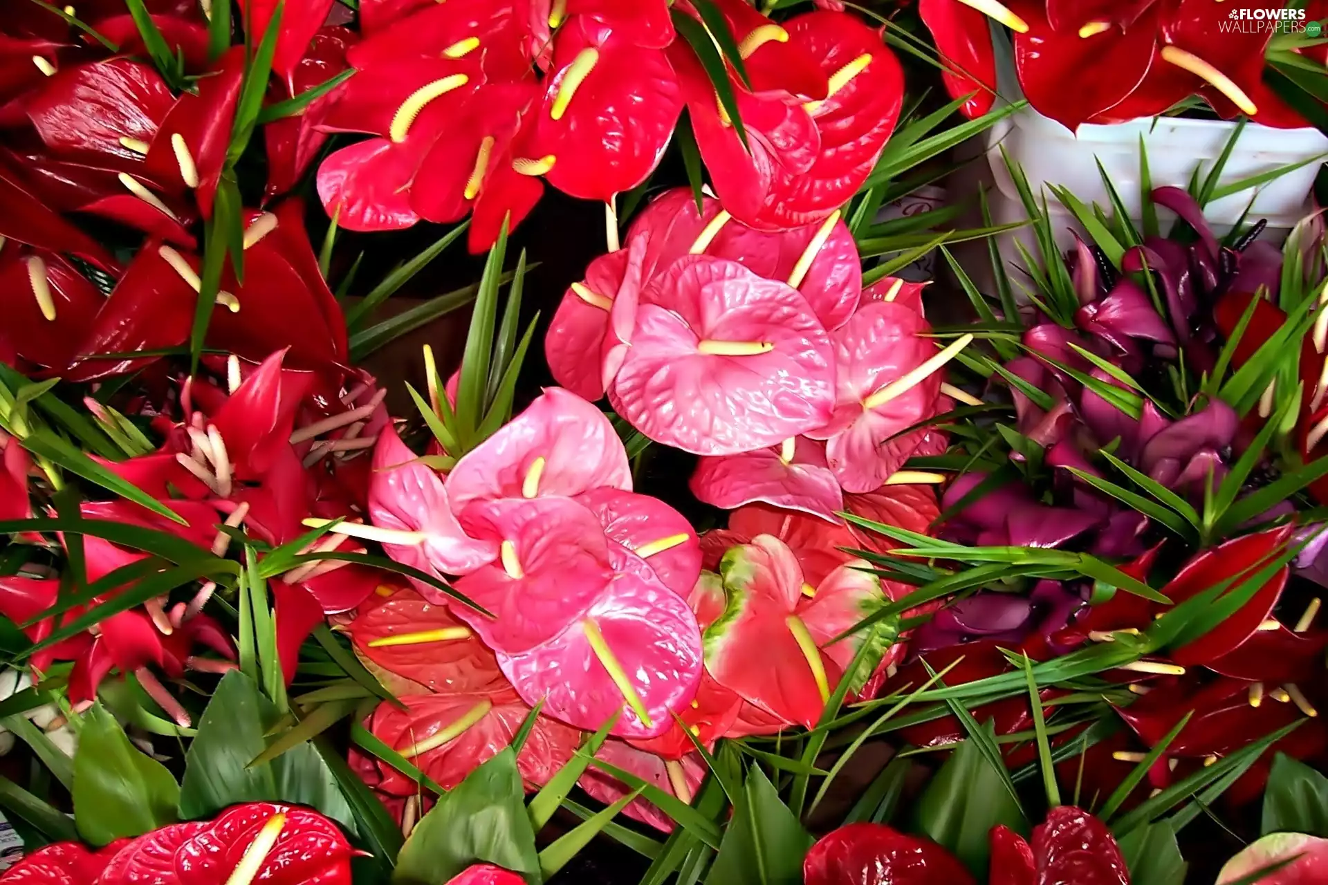 Multicoloured, Anturium