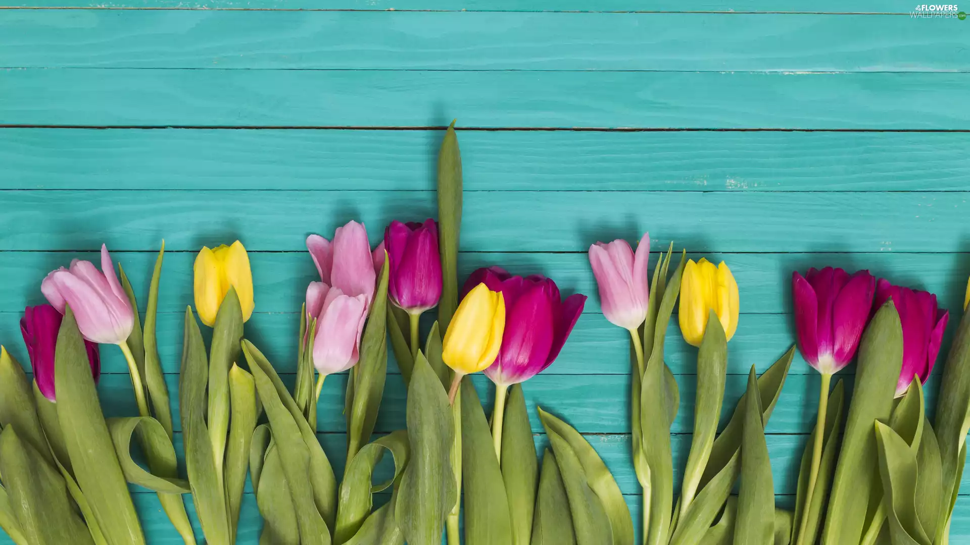 Multicoloured, Tulips