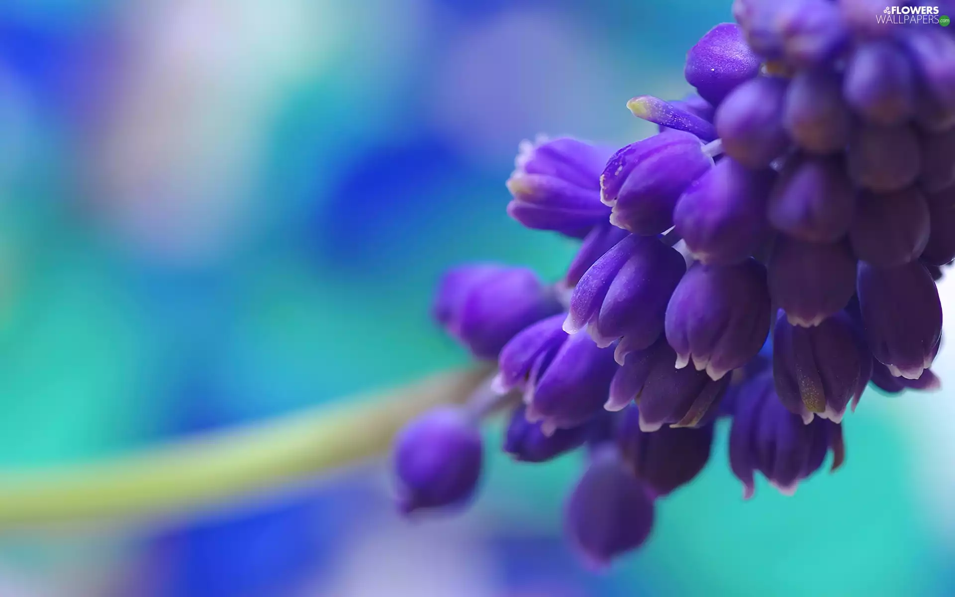 Muscari