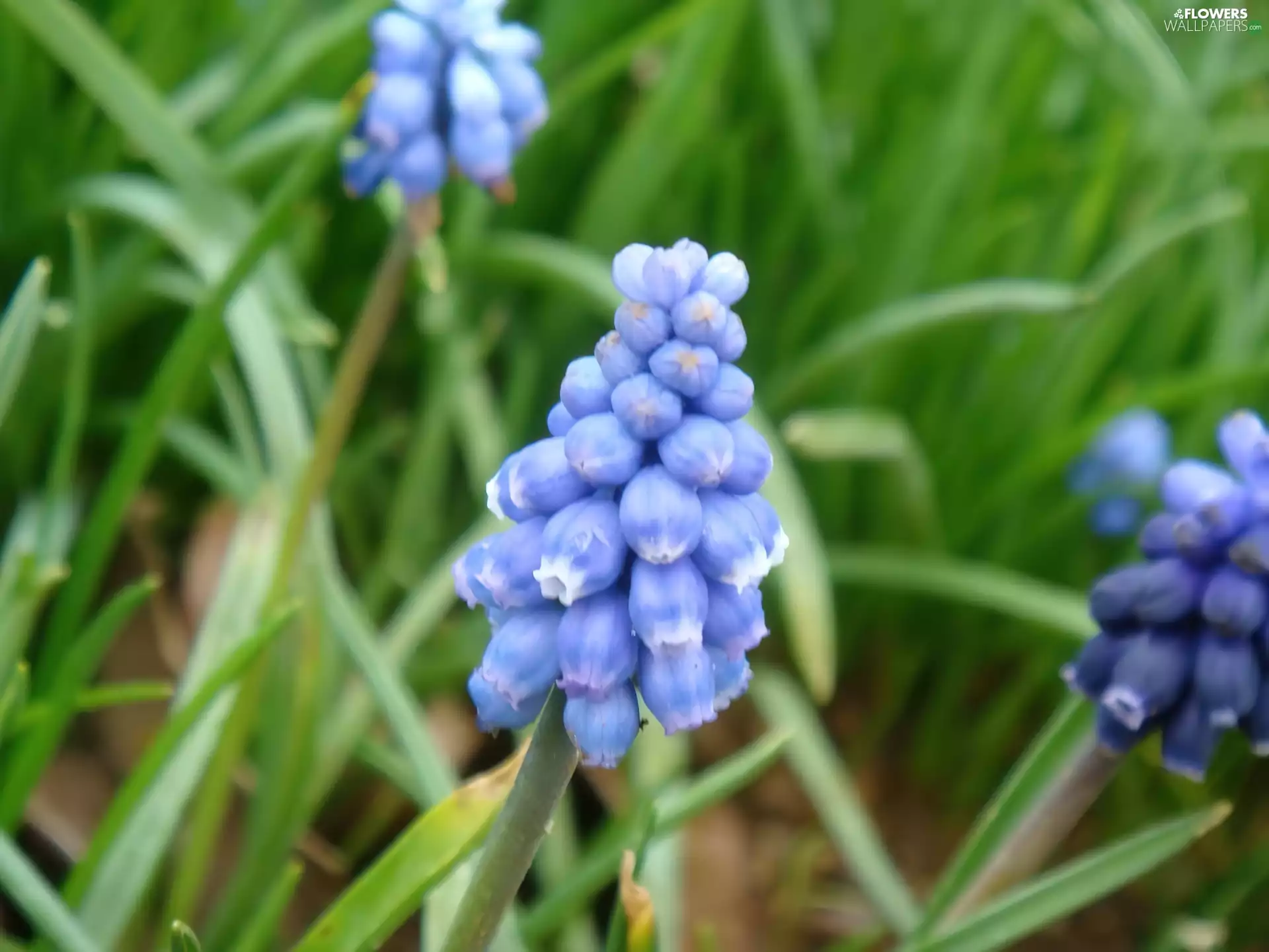 Muscari