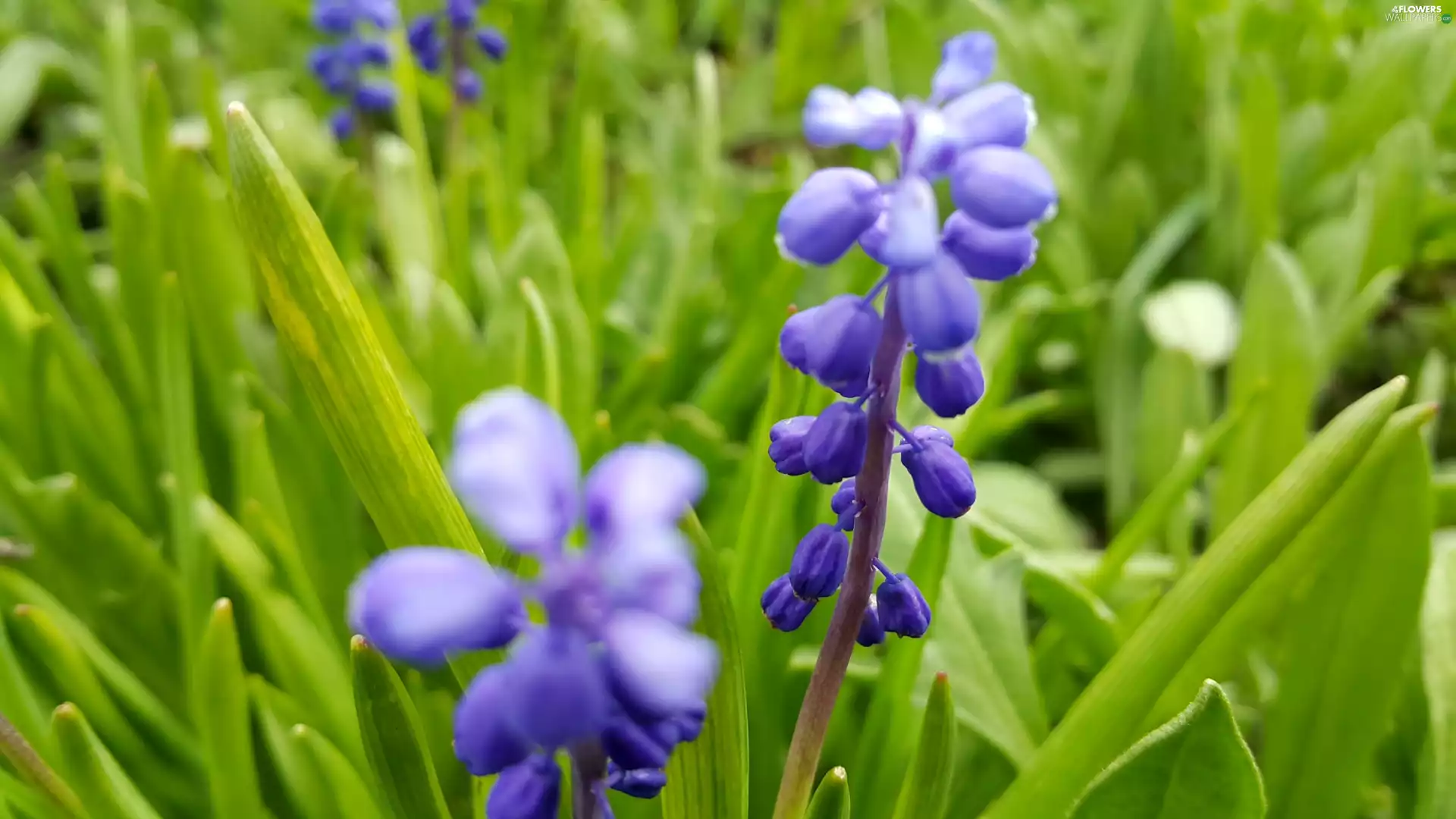 Muscari