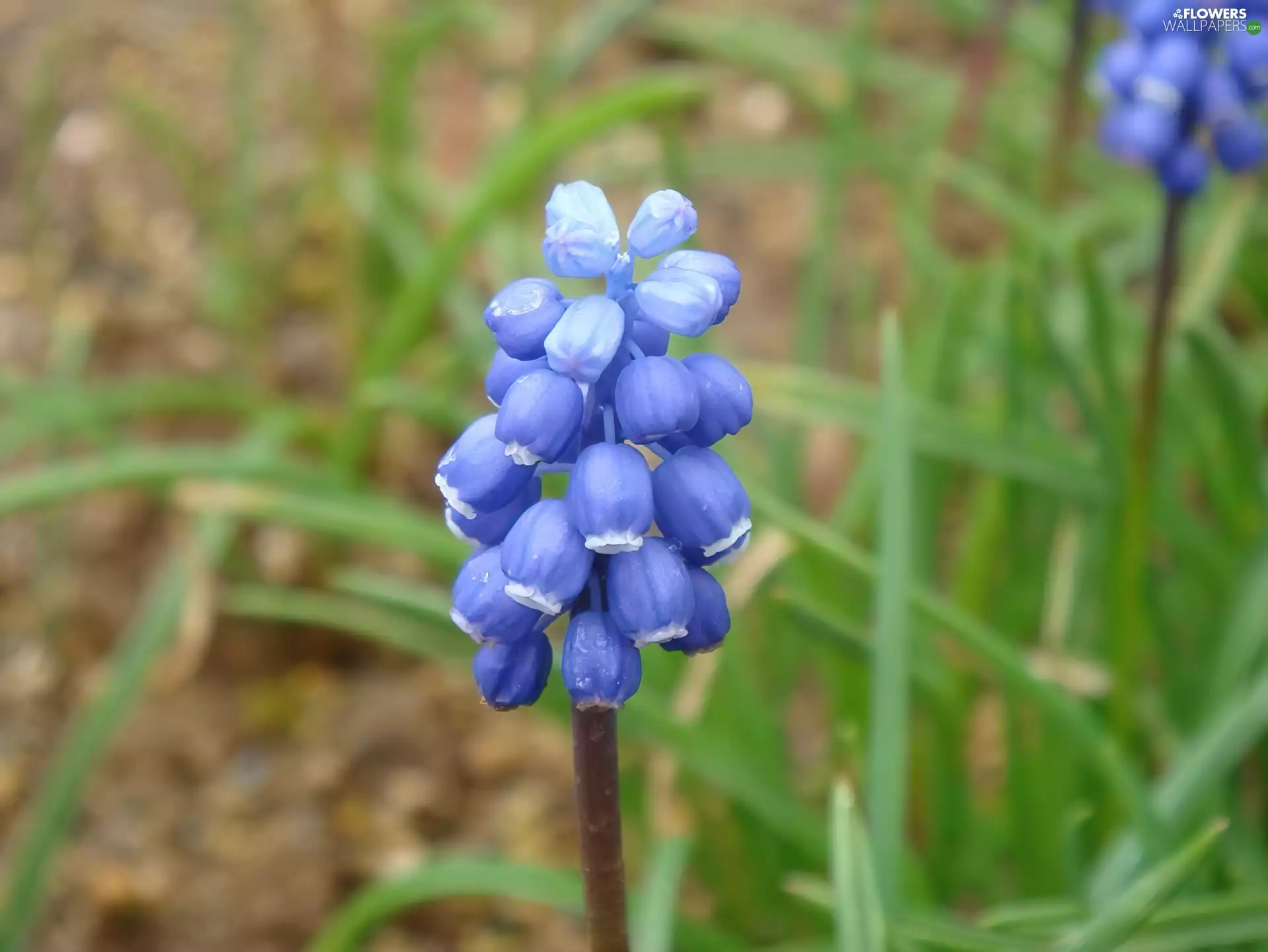 Muscari armeniacum