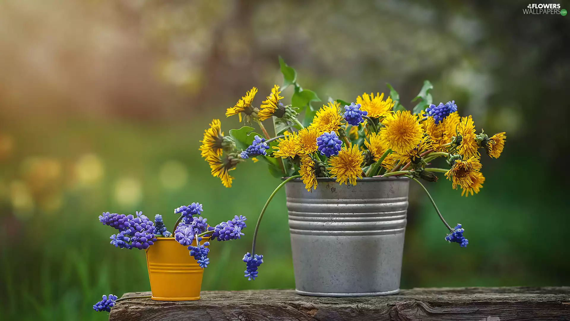 Buckets, blurry background, Muscari, Common Dandelion, Flowers