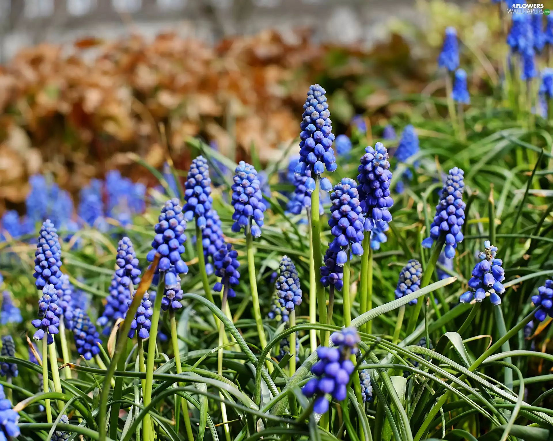Muscari, Flowers, Blue
