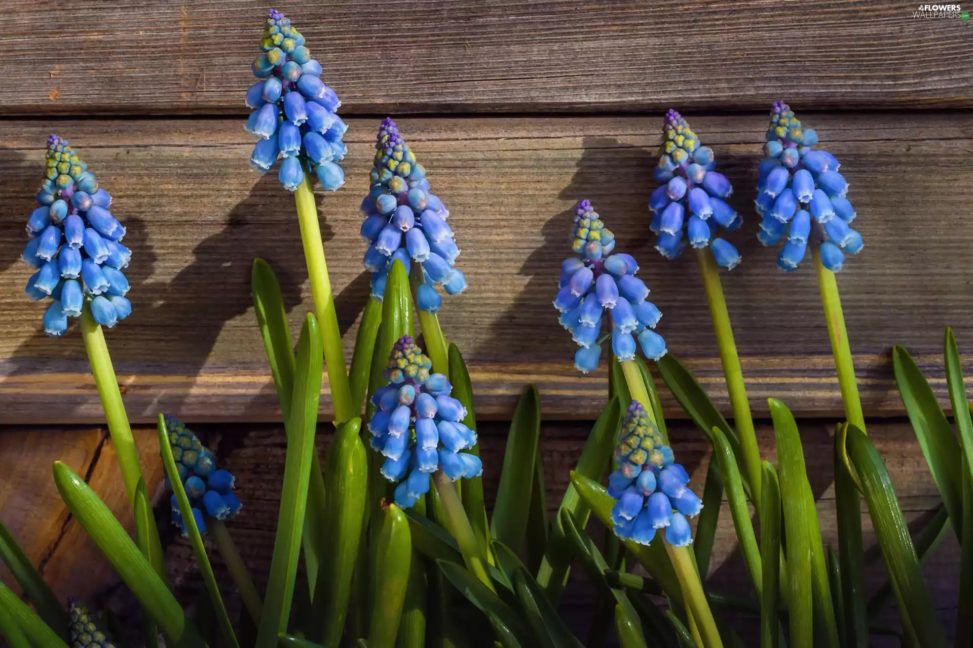 Muscari, boarding