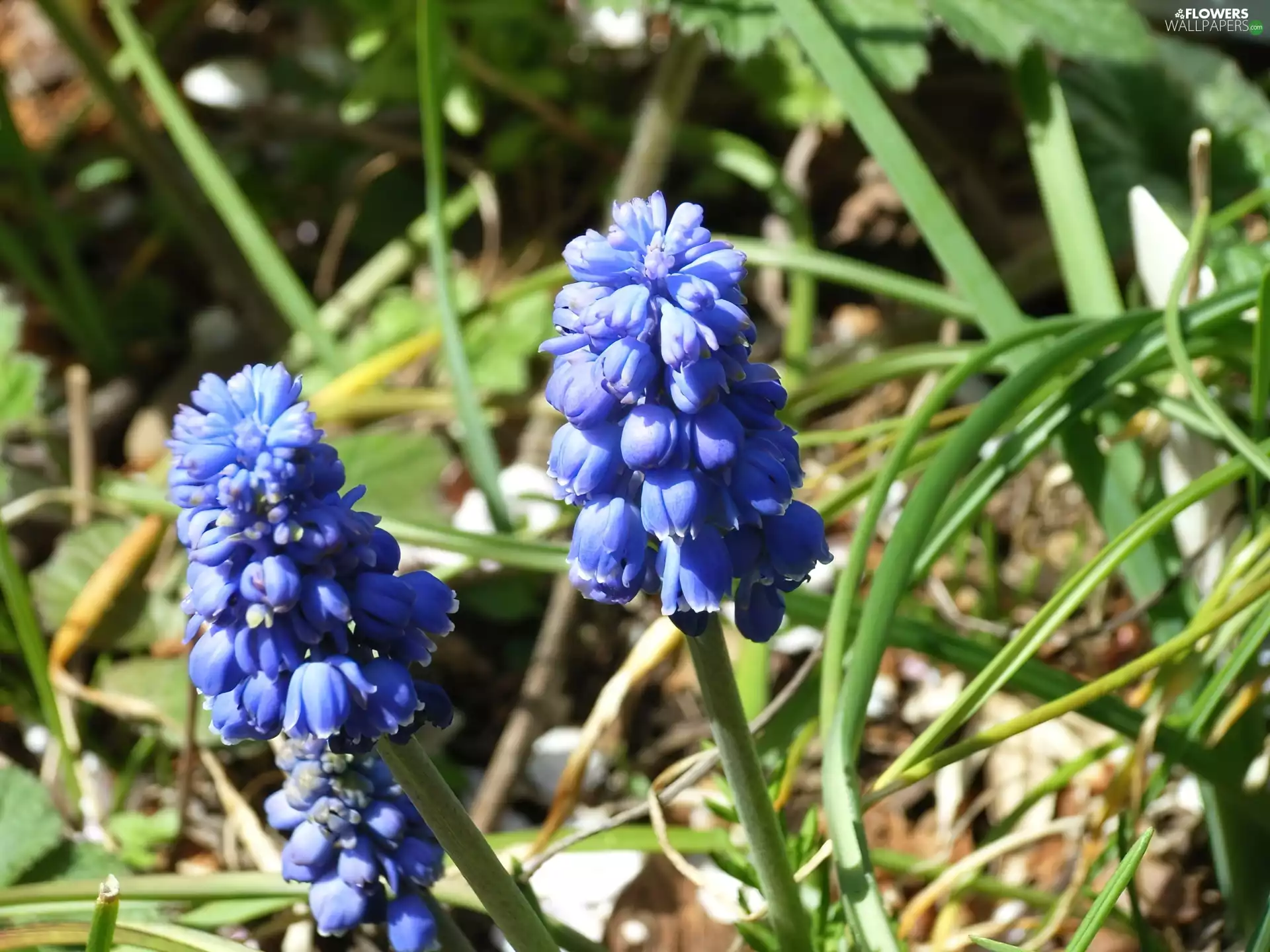 Muscari botryoides