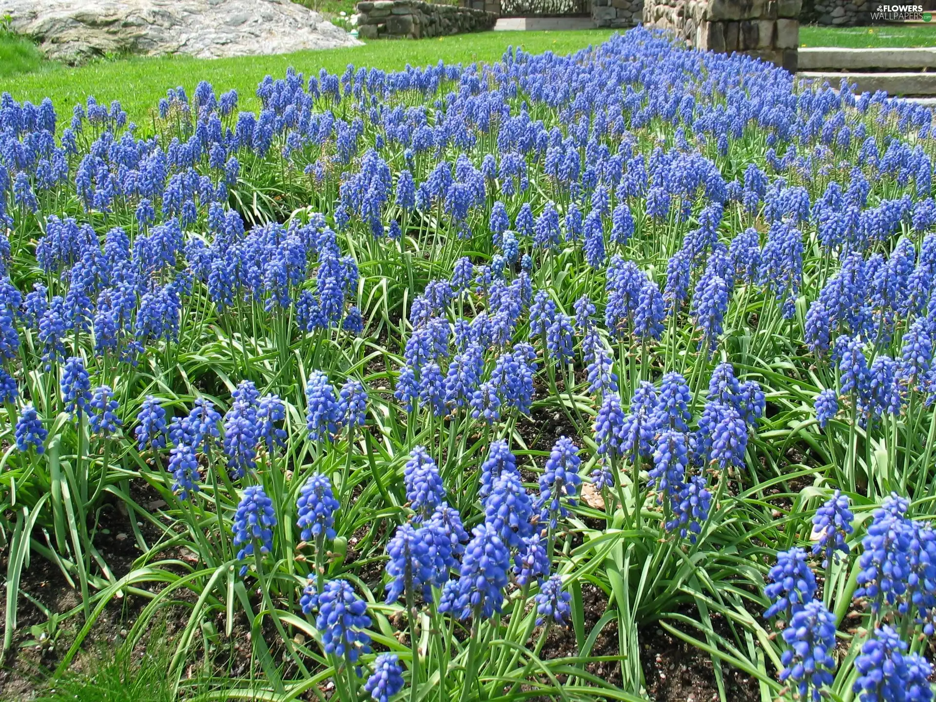 Muscari botryoides