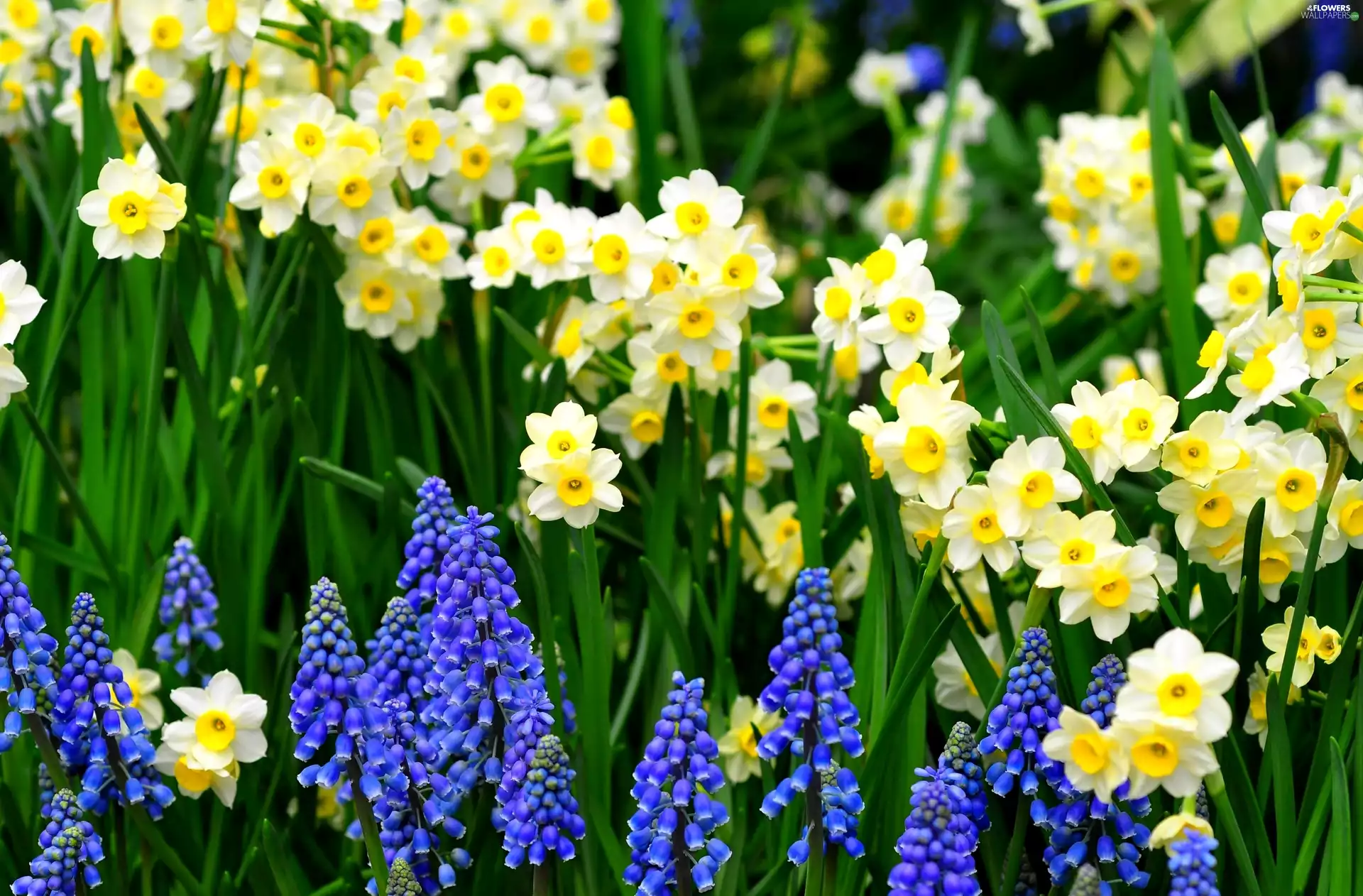 Muscari, Flowers, Daffodils