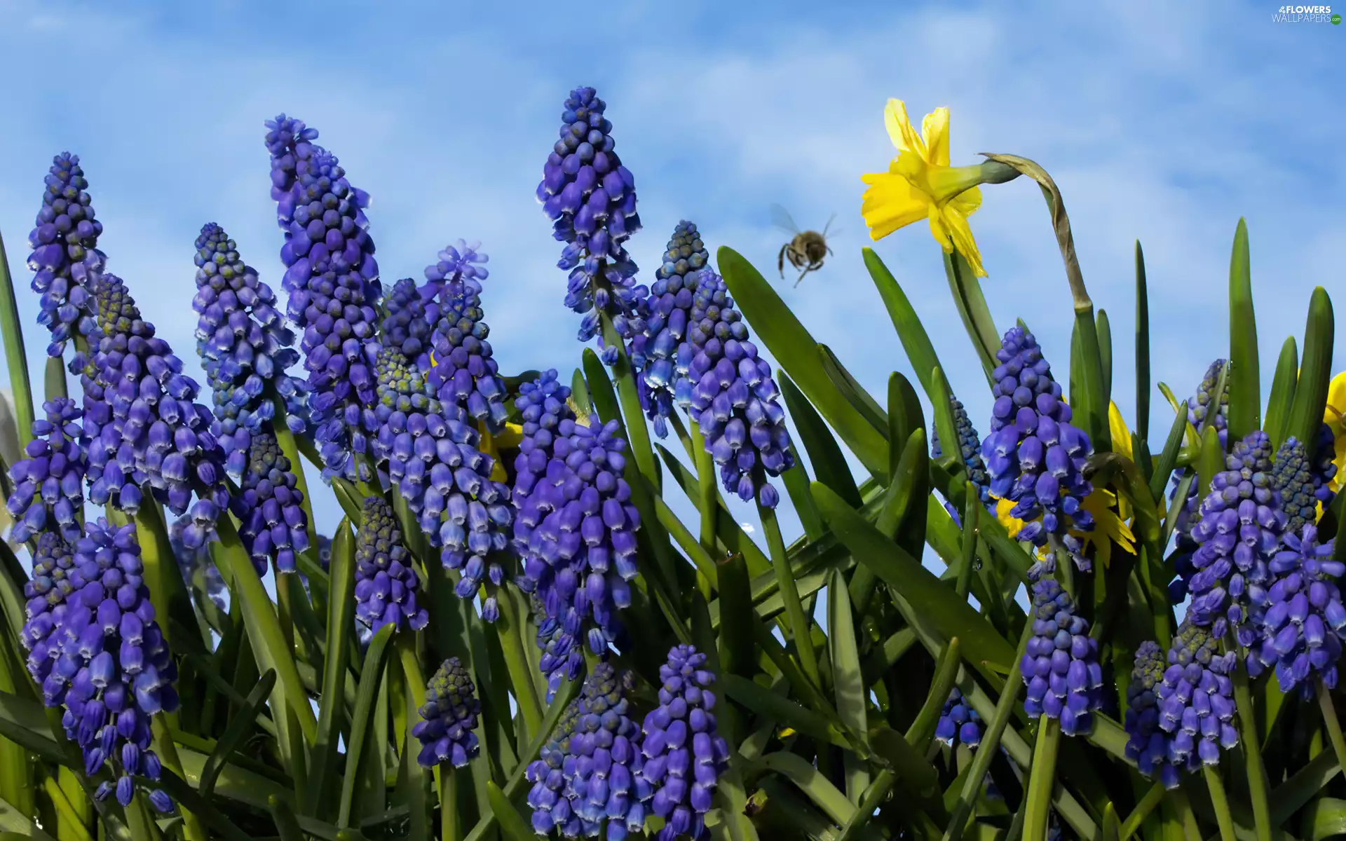 Flowers, Jonquil, bee, Muscari