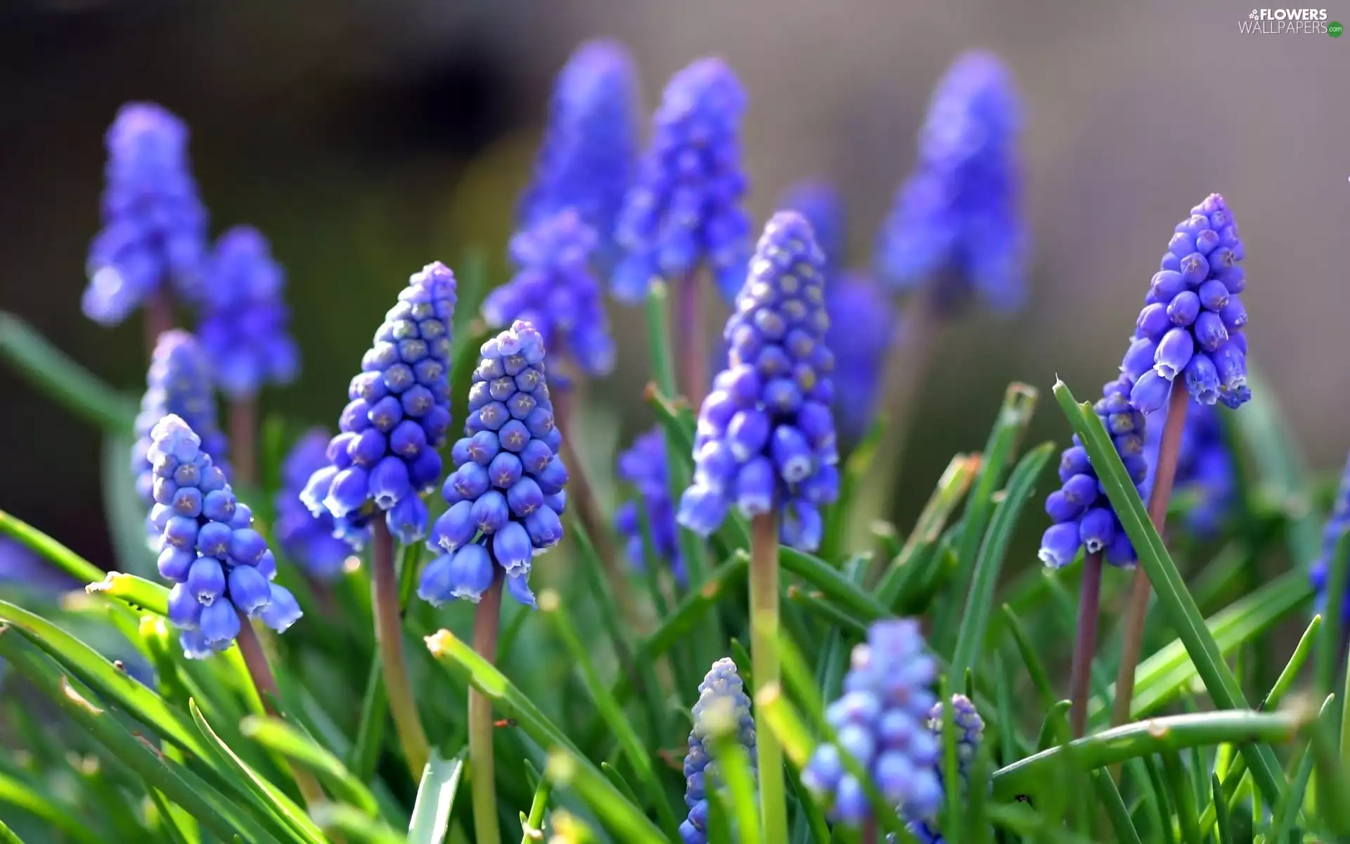 Muscari, Blue, Flowers