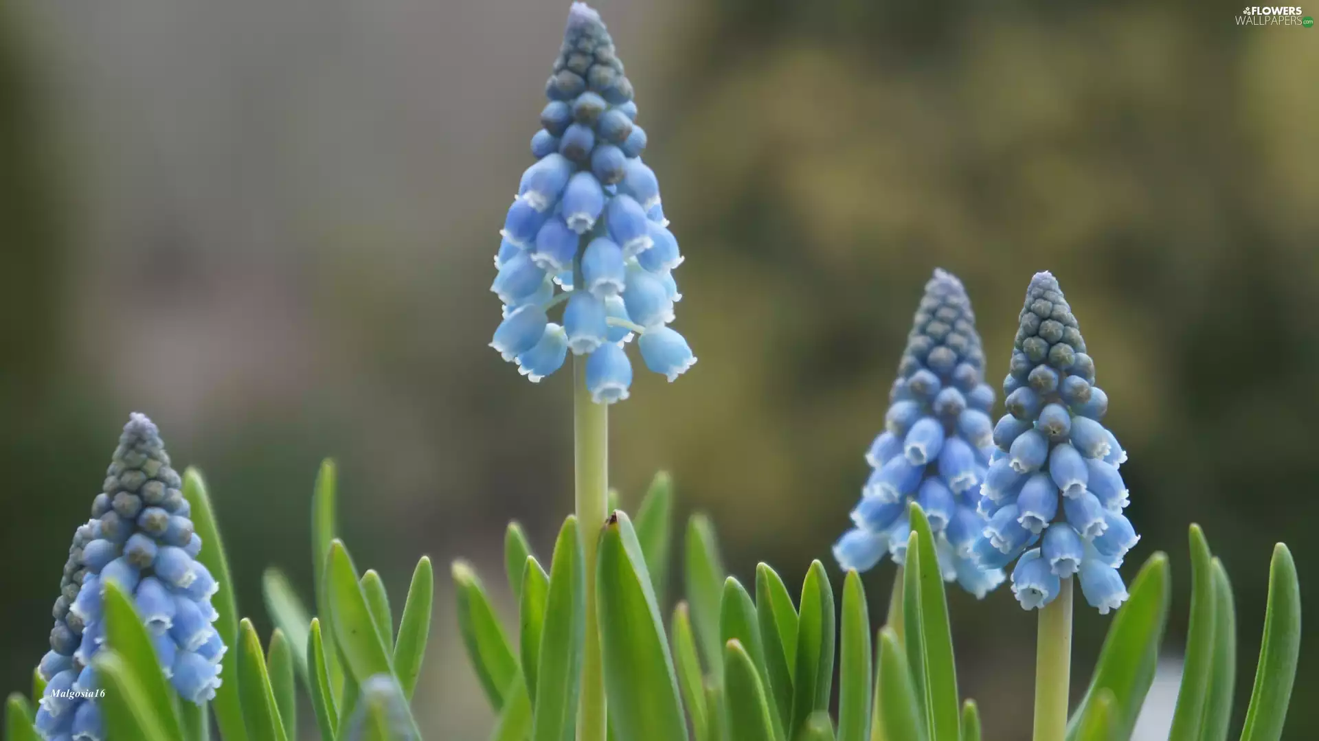 Muscari, Blue, Flowers