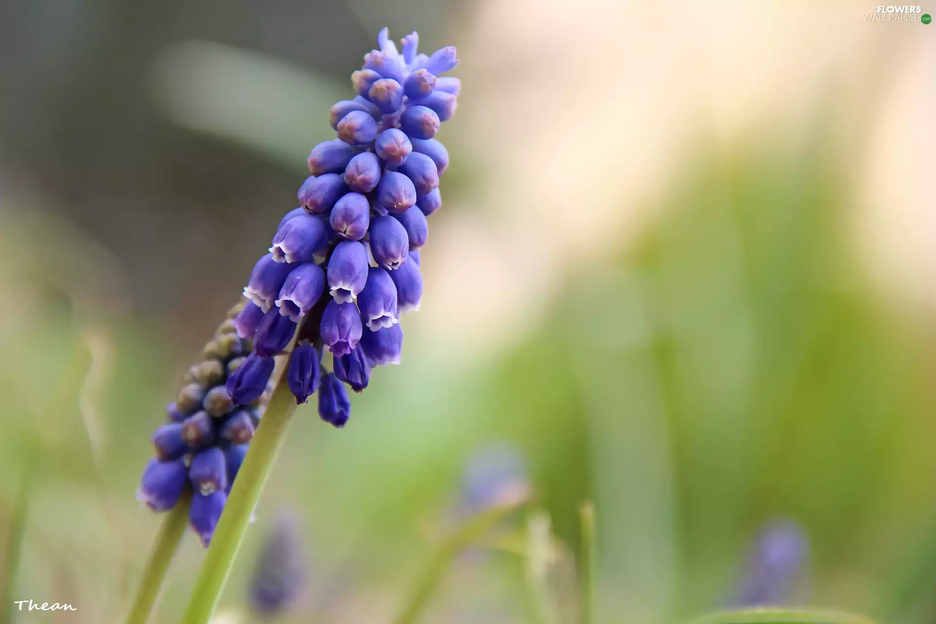 Muscari, Colourfull Flowers