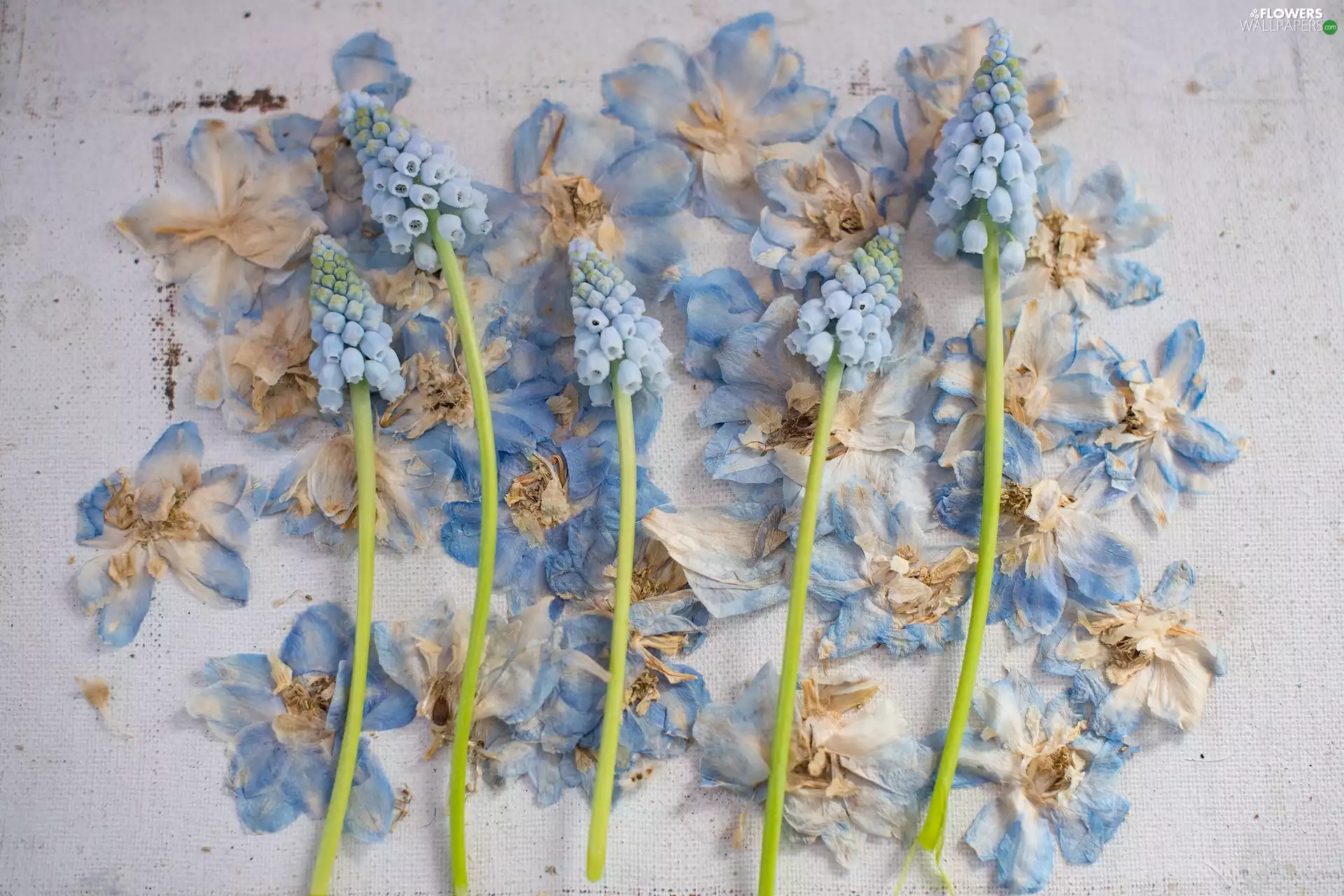 Muscari, dried, Flowers