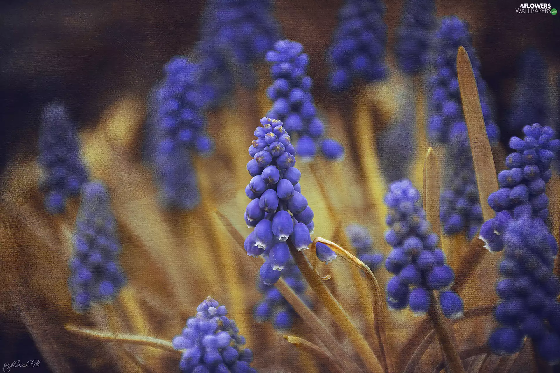 Graphic Effect, Flowers, Muscari