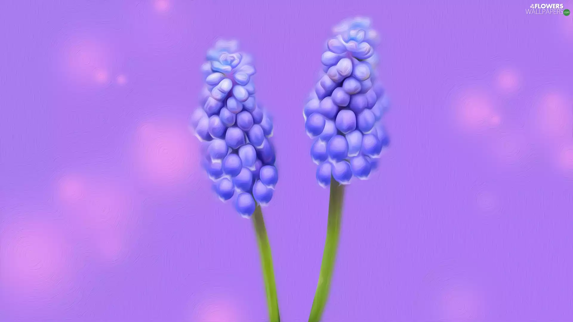 Flowers, Muscari, graphics, Two cars