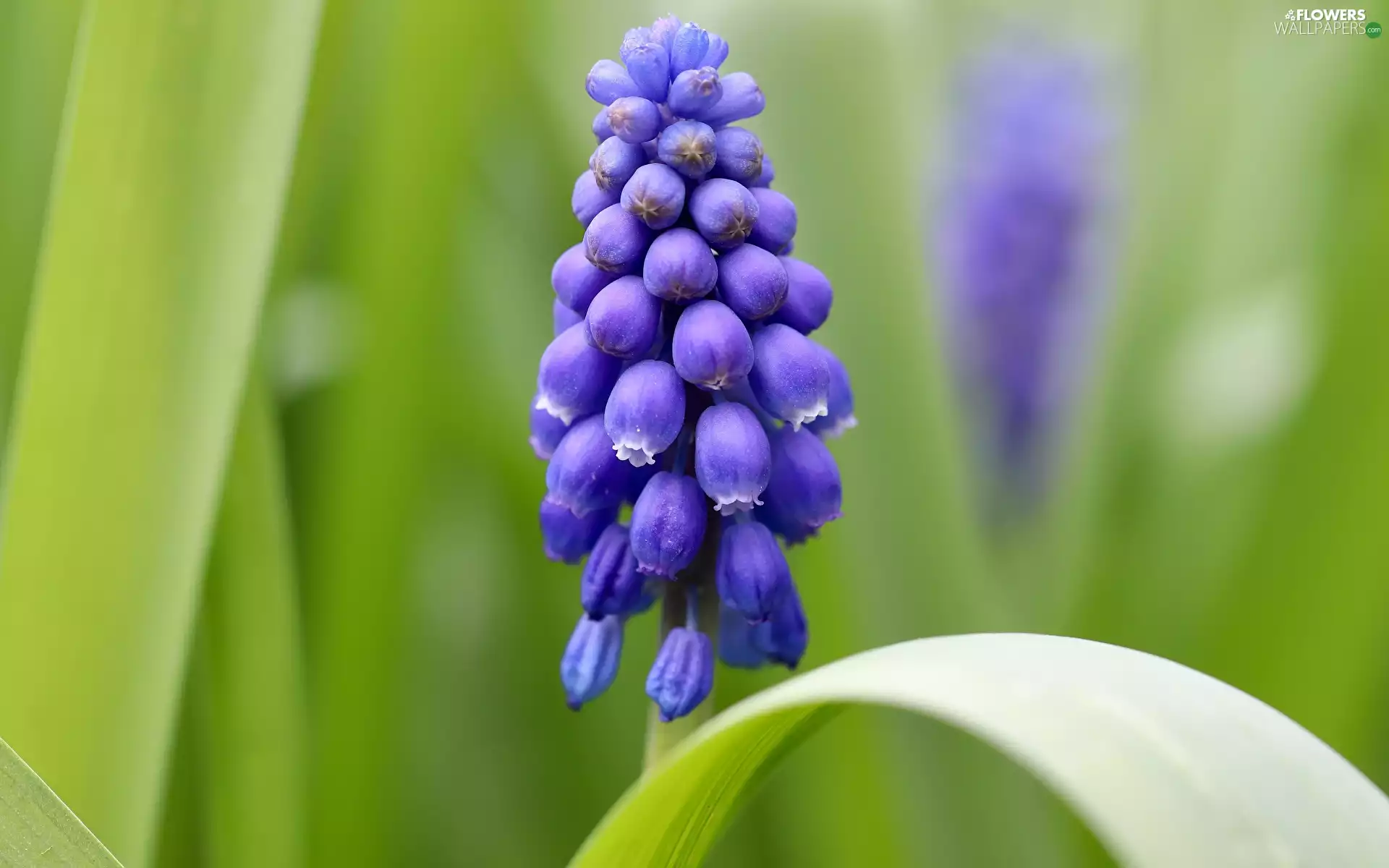 leaf, Colourfull Flowers, Muscari