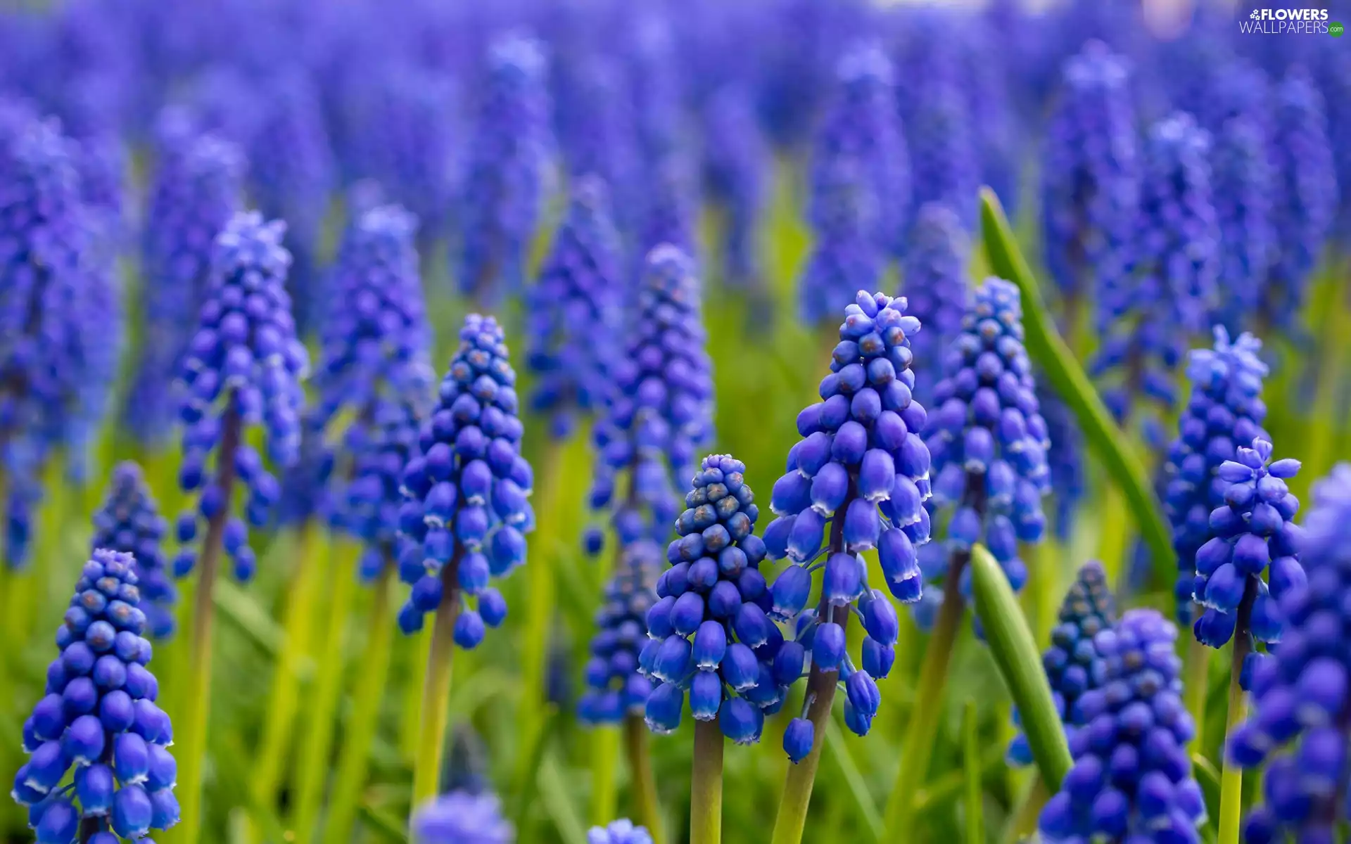 rapprochement, Blue, Flowers, Muscari