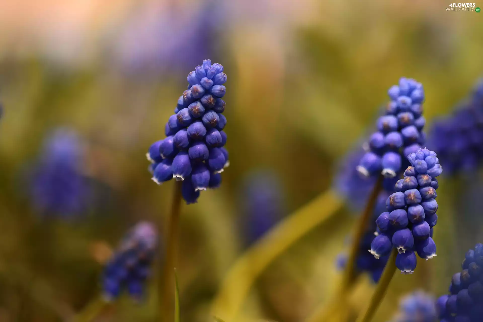 Muscari, rapprochement