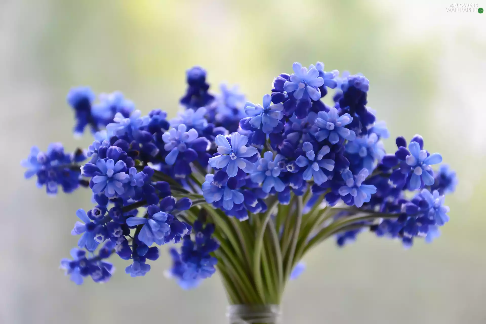 Flowers, Muscari, small bunch, Blue