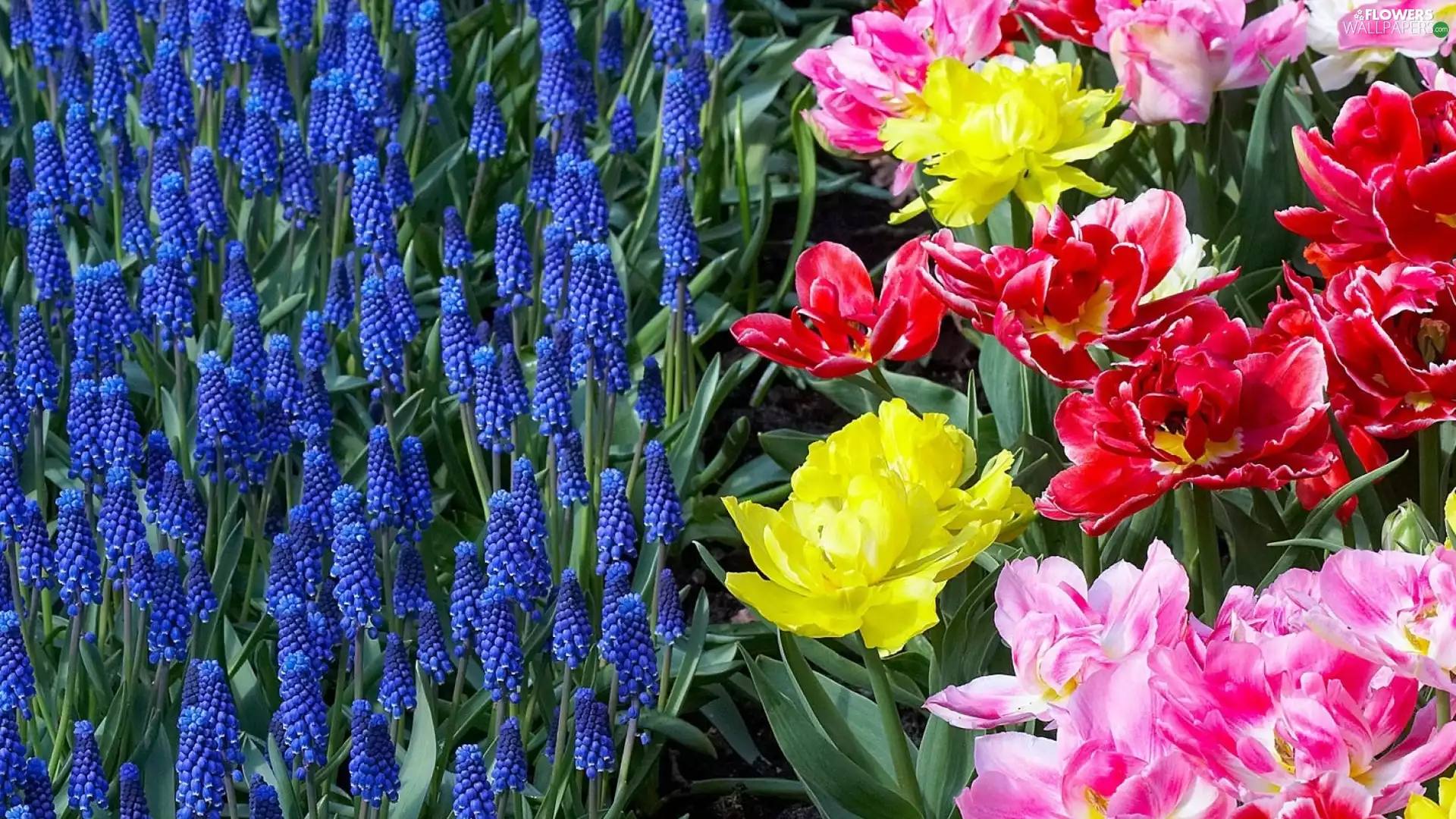 Muscari, Tulips