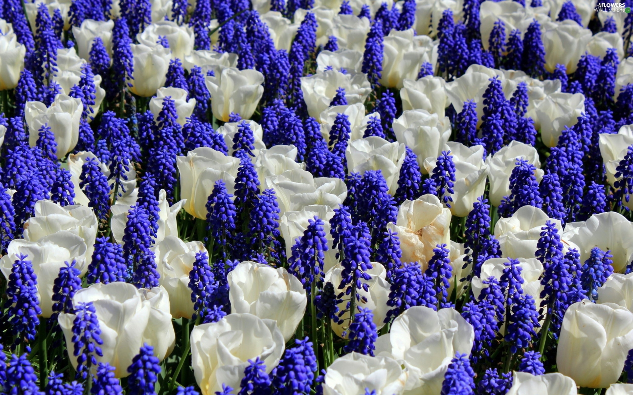 Muscari, White, Tulips