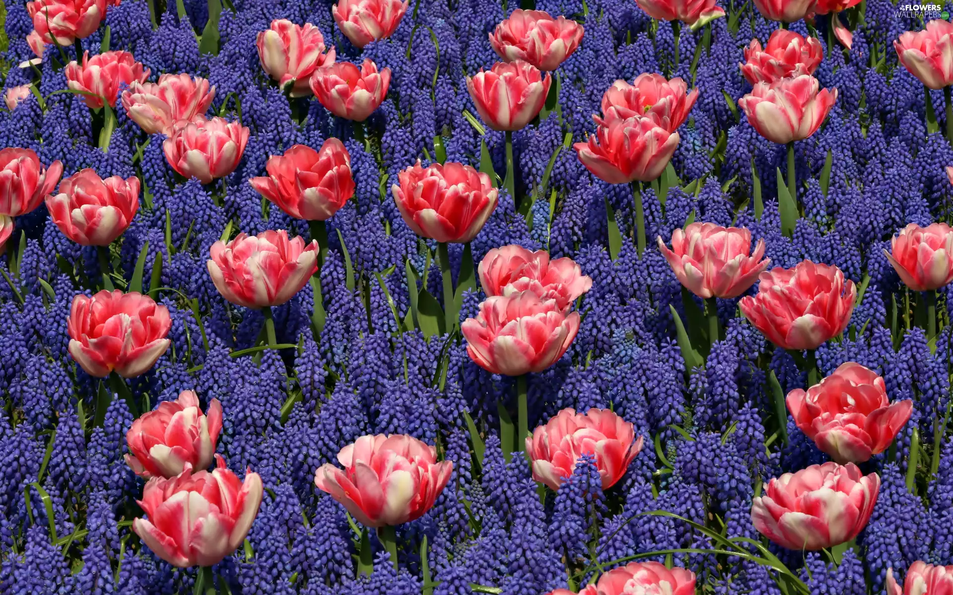 Muscari, Tulips