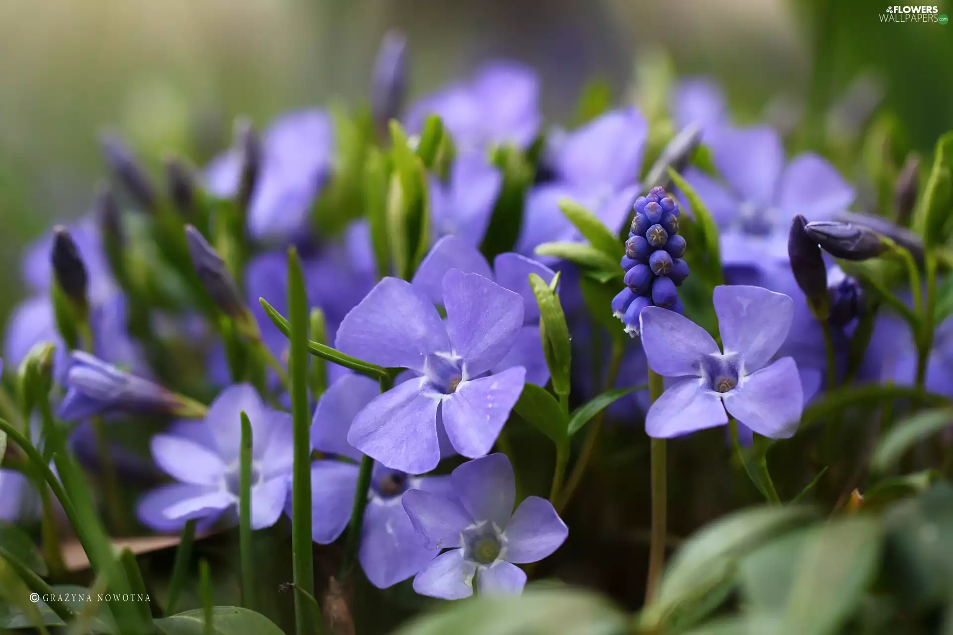 Vinca, Blue, Flowers, Muscari