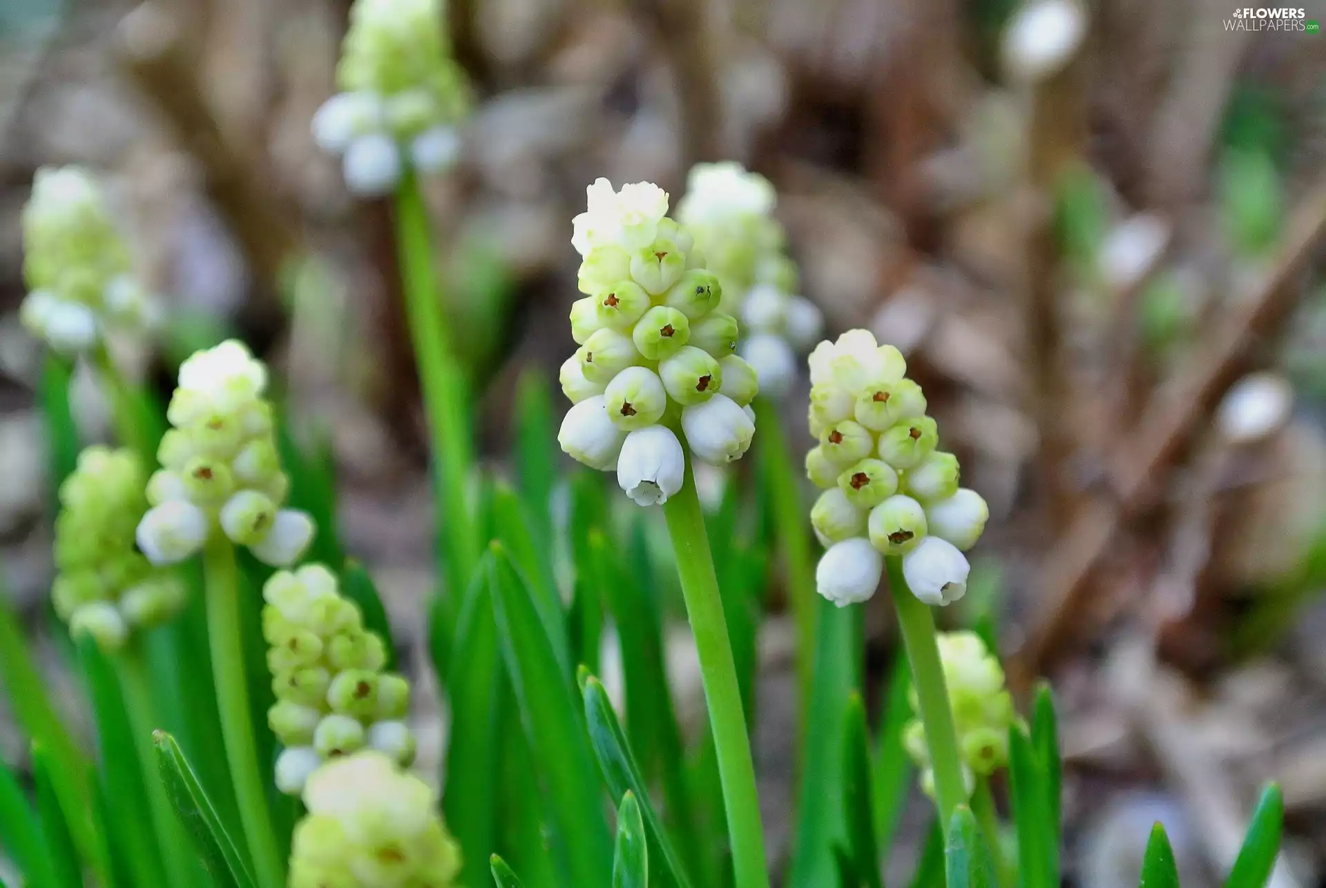 White, Muscari