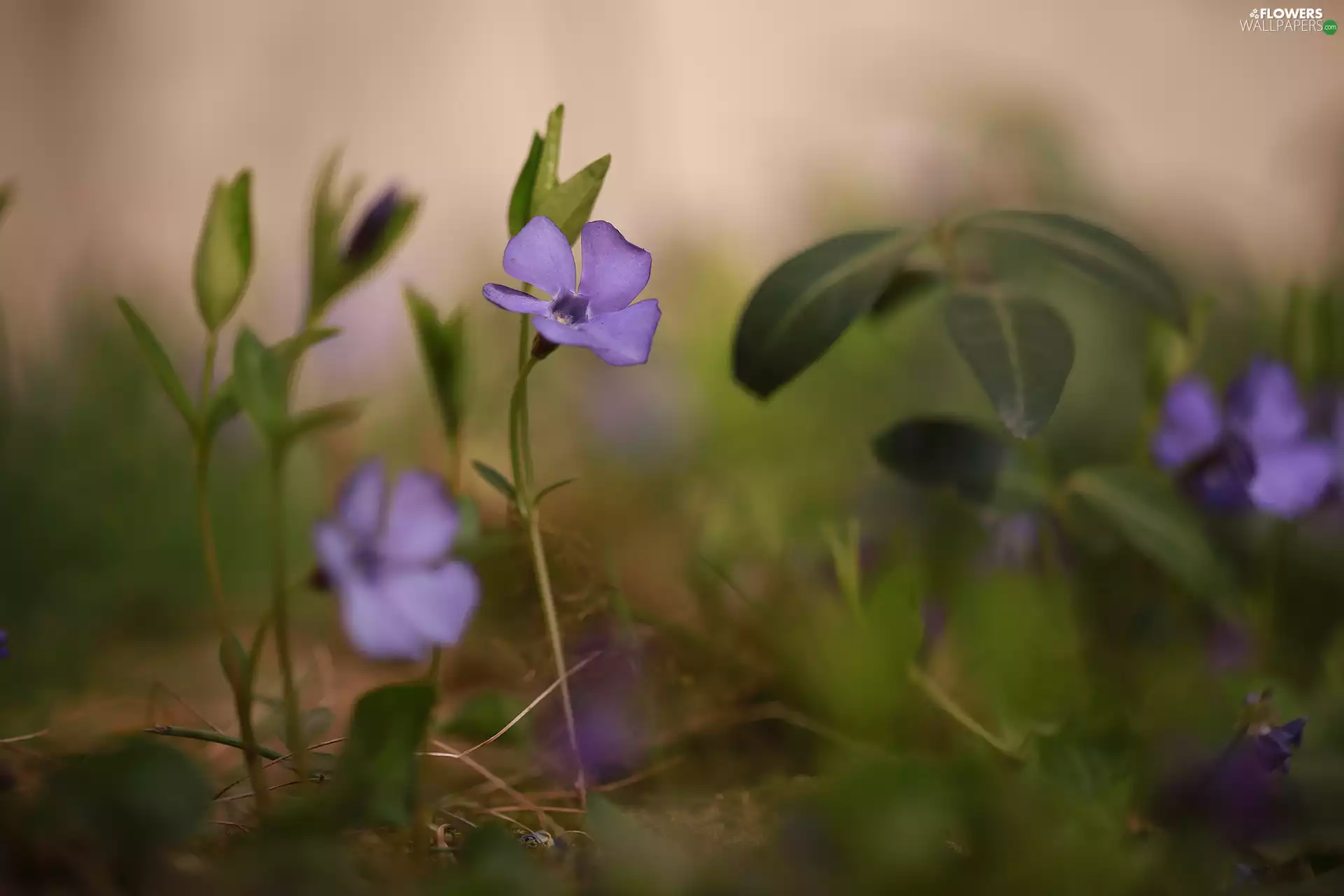 Colourfull Flowers, Violet, myrtle