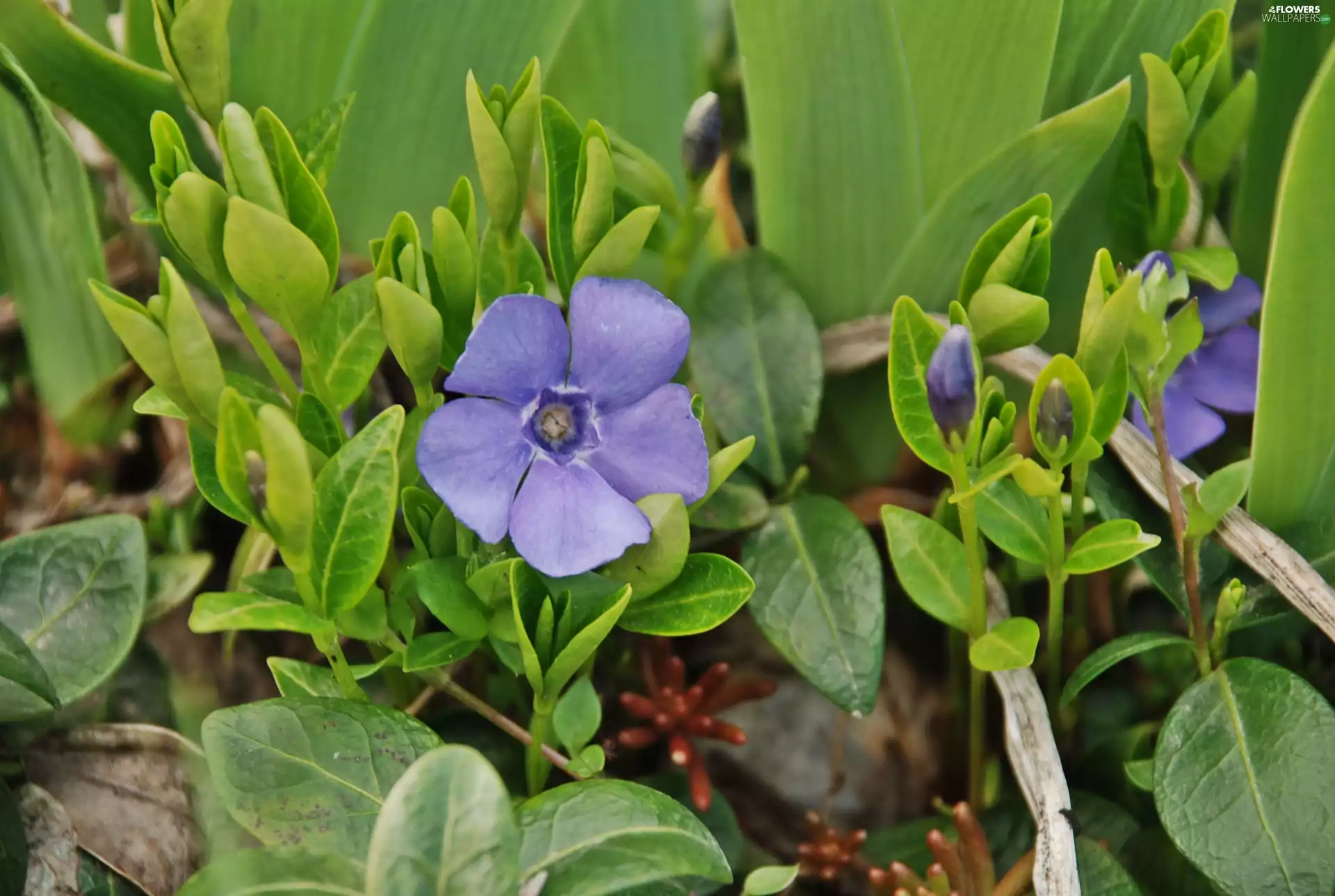 myrtle, Blue, Flowers