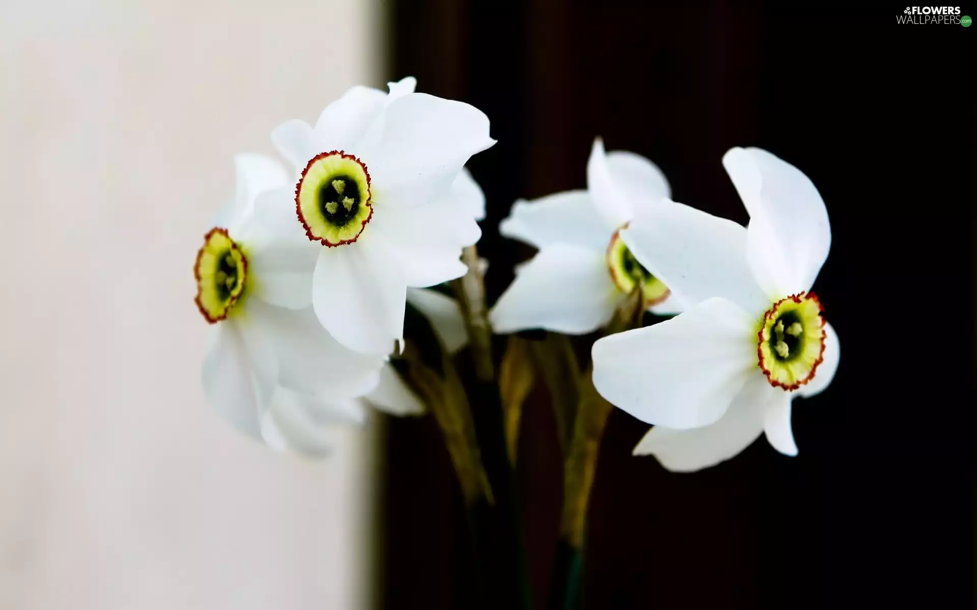 narcissus
