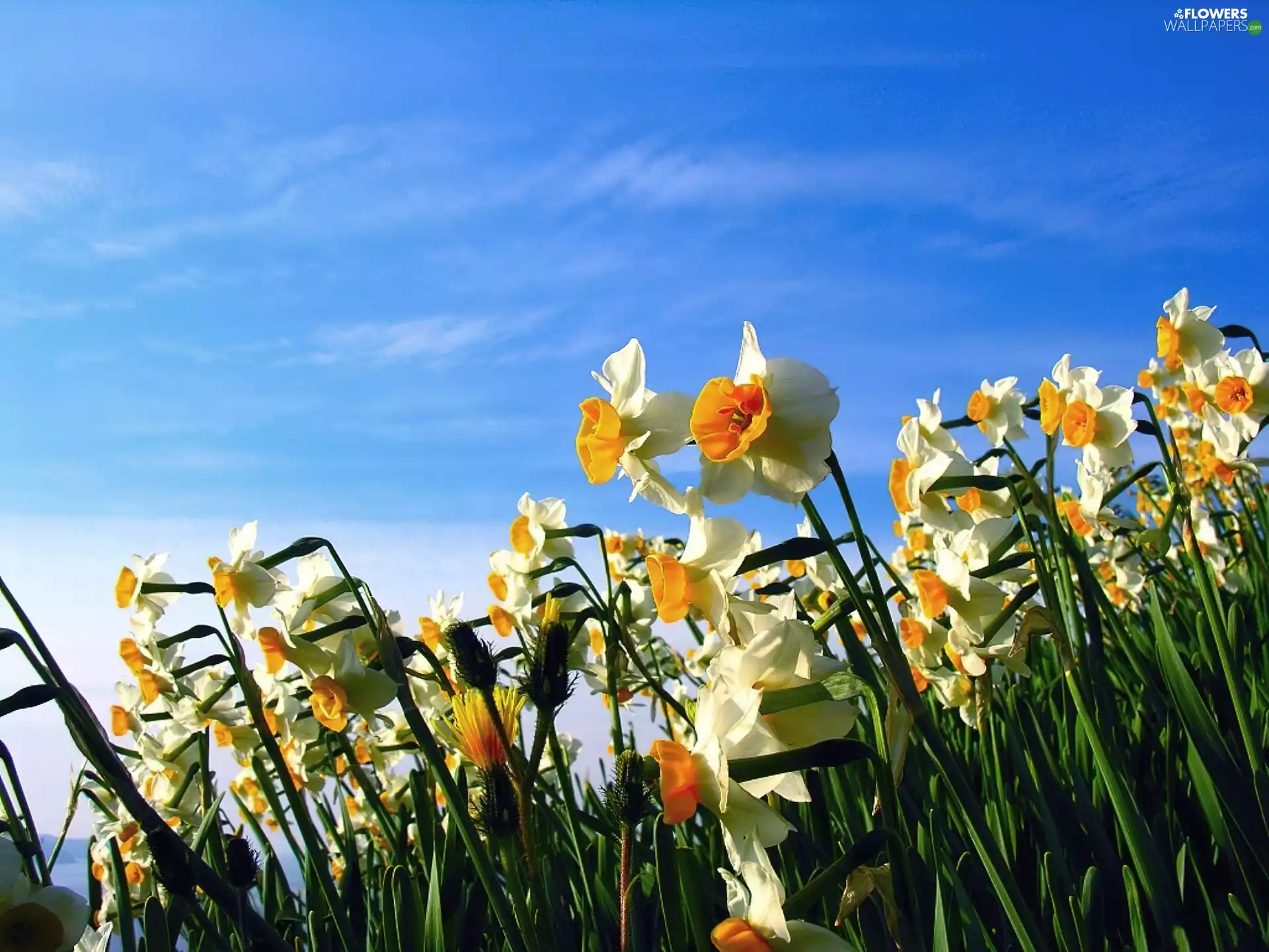 narcissus