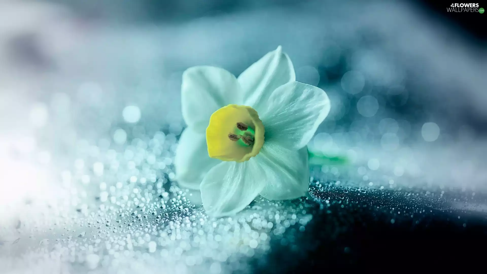Close, Colourfull Flowers, narcissus