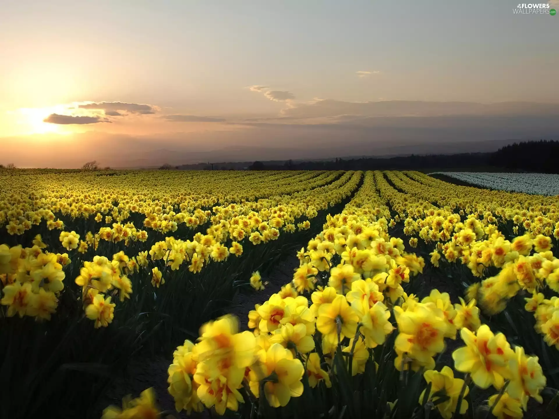 narcissus, Field, flowers