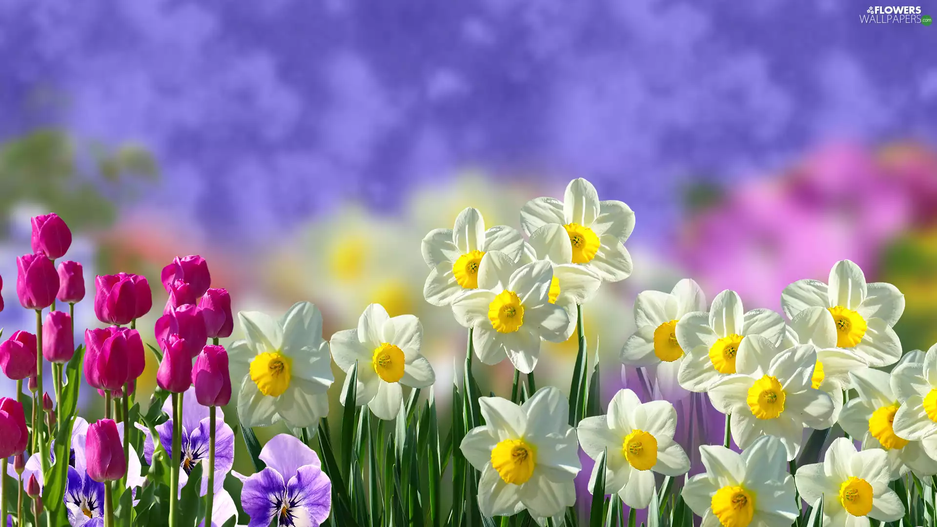 Flowers, Tulips, pansies, narcissus
