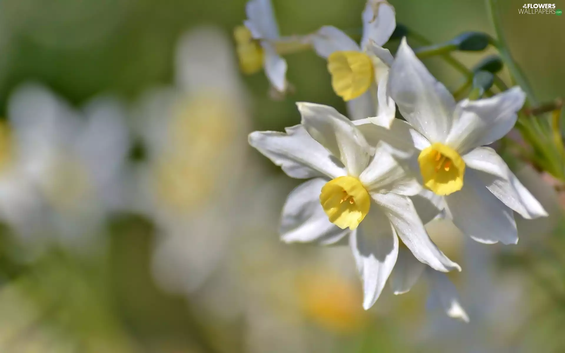 narcissus, White, Flowers