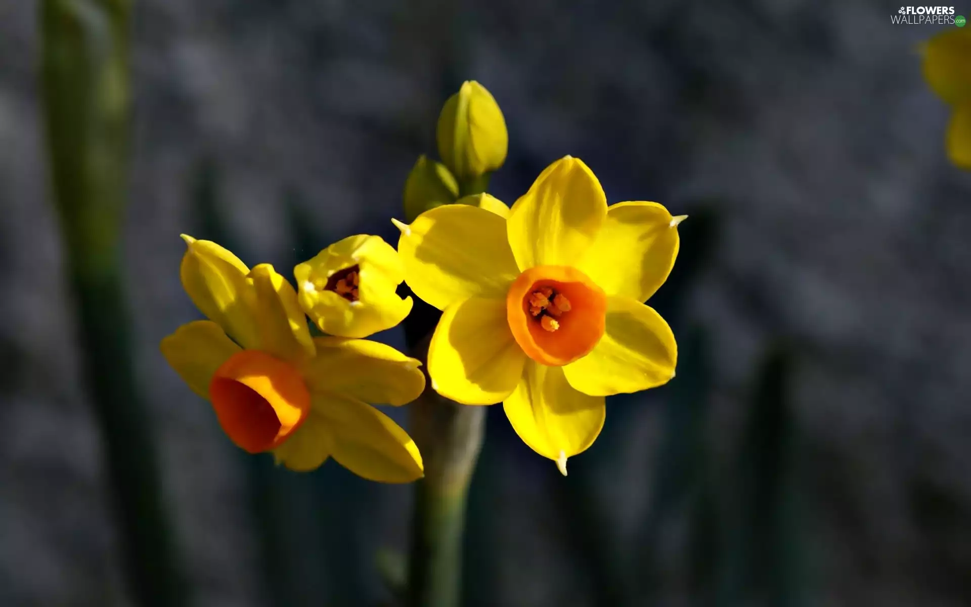 narcissus, Yellow, Flowers