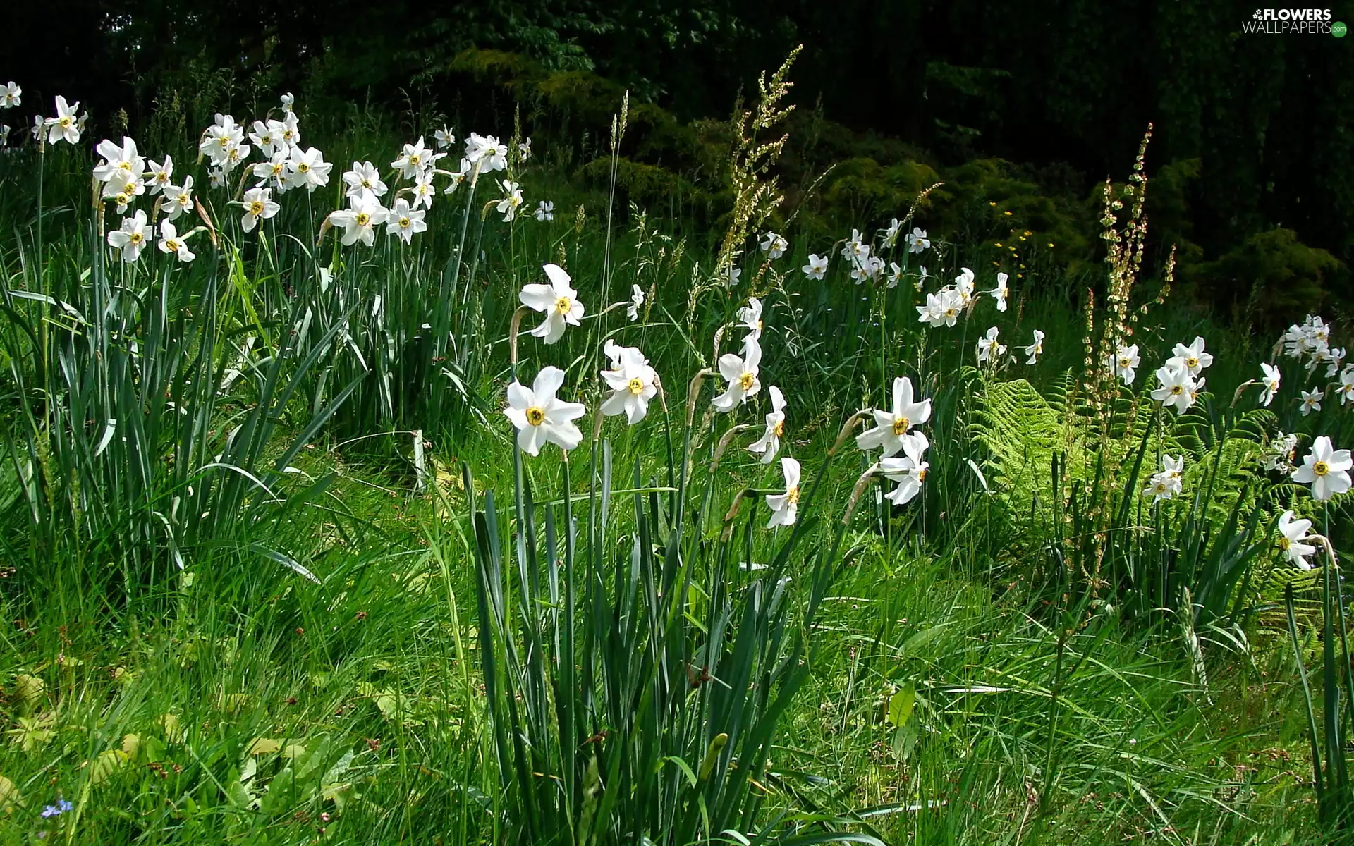 narcissus, Flowers, grass