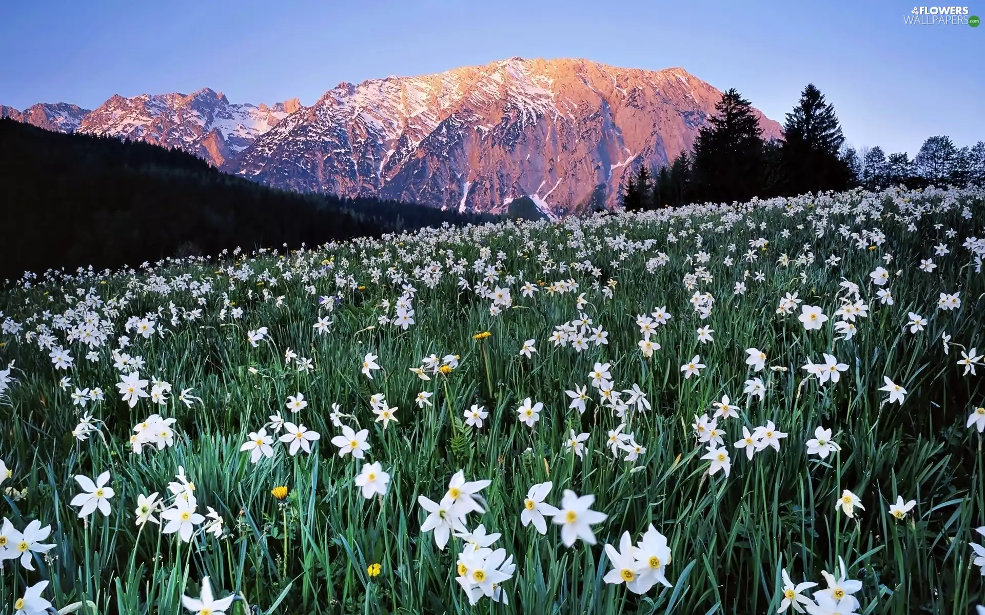 trees, Field, Flowers, narcissus, viewes, Mountains