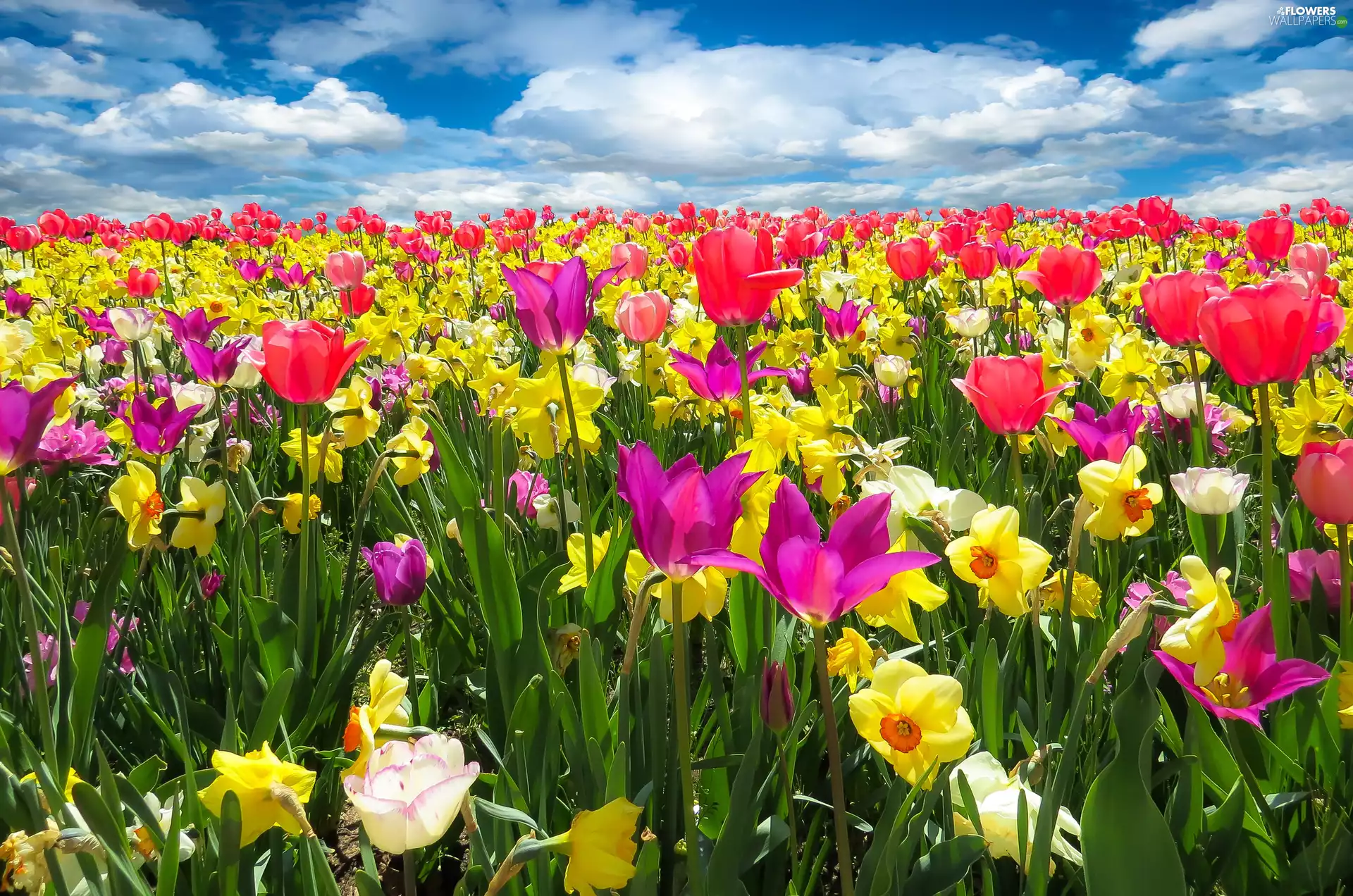 narcissus, Flowers, Tulips