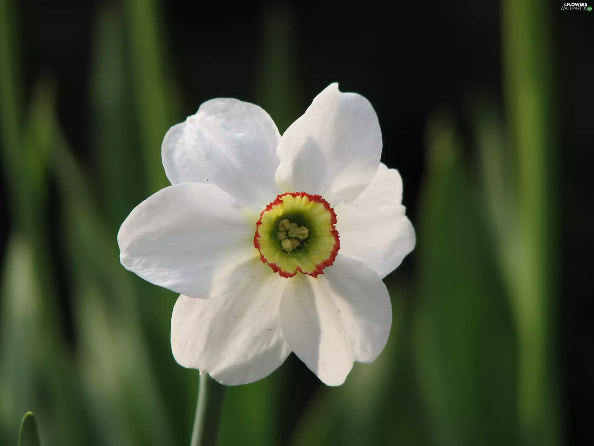 White, narcissus