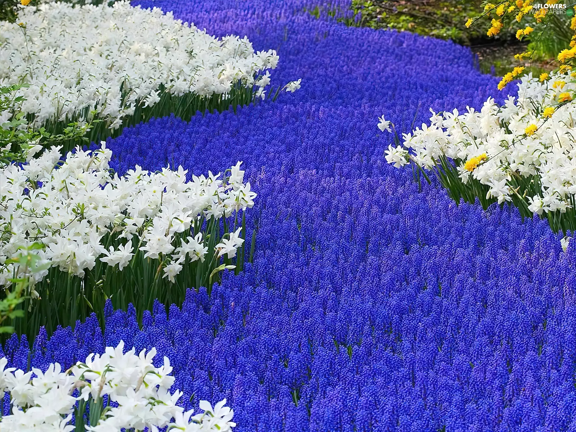 White, Blue, Muscari, narcissus