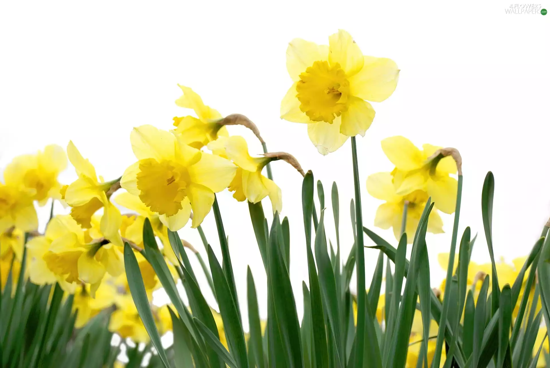 Yellow, narcissus